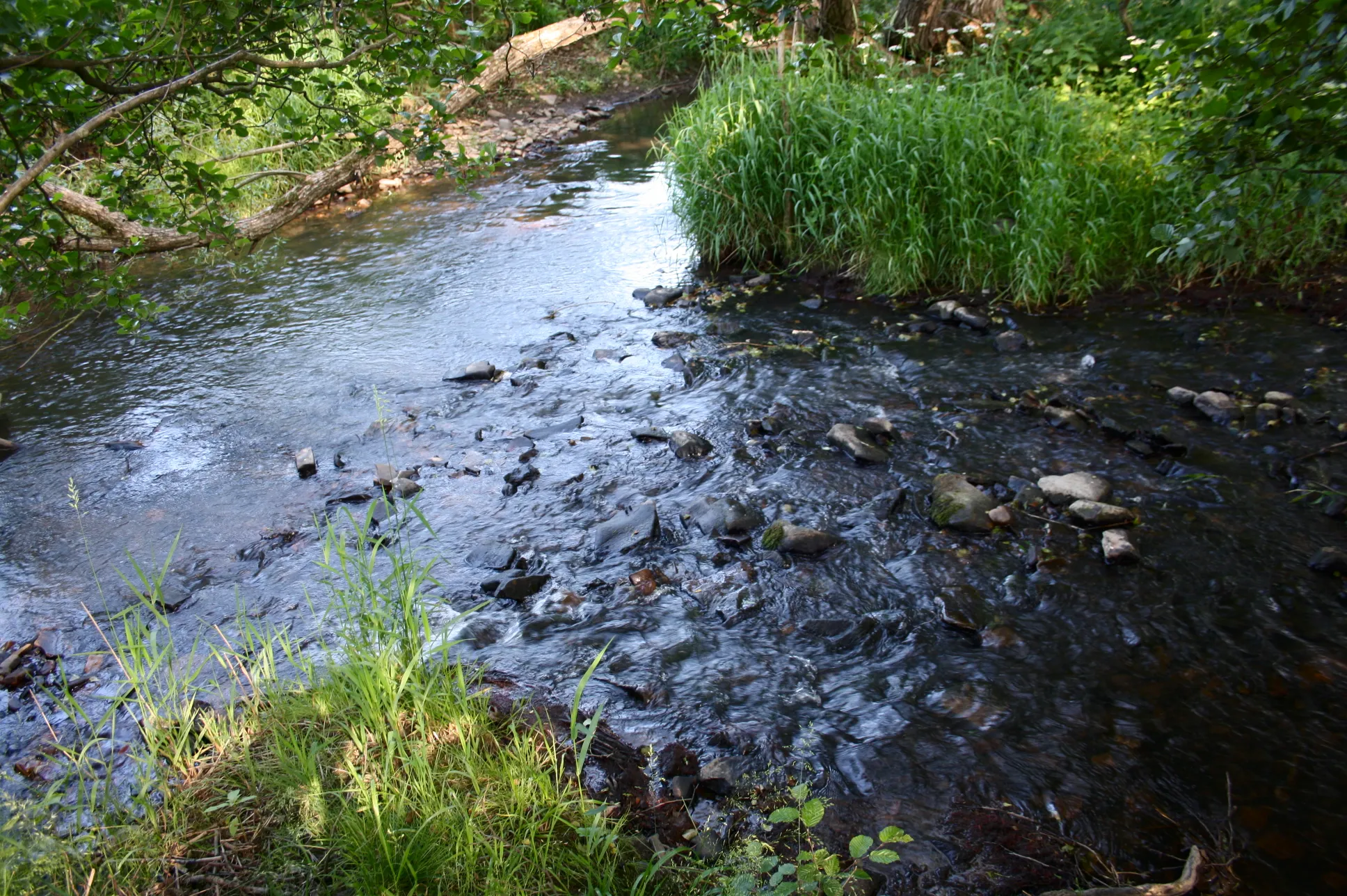 Photo showing: Die Mündung des Kleinen Saynbach (rechts unten) in die Sayn (nach links abfließend), bei Oberhaid, Westerwald, Rheinland-Pfalz, Deutschland