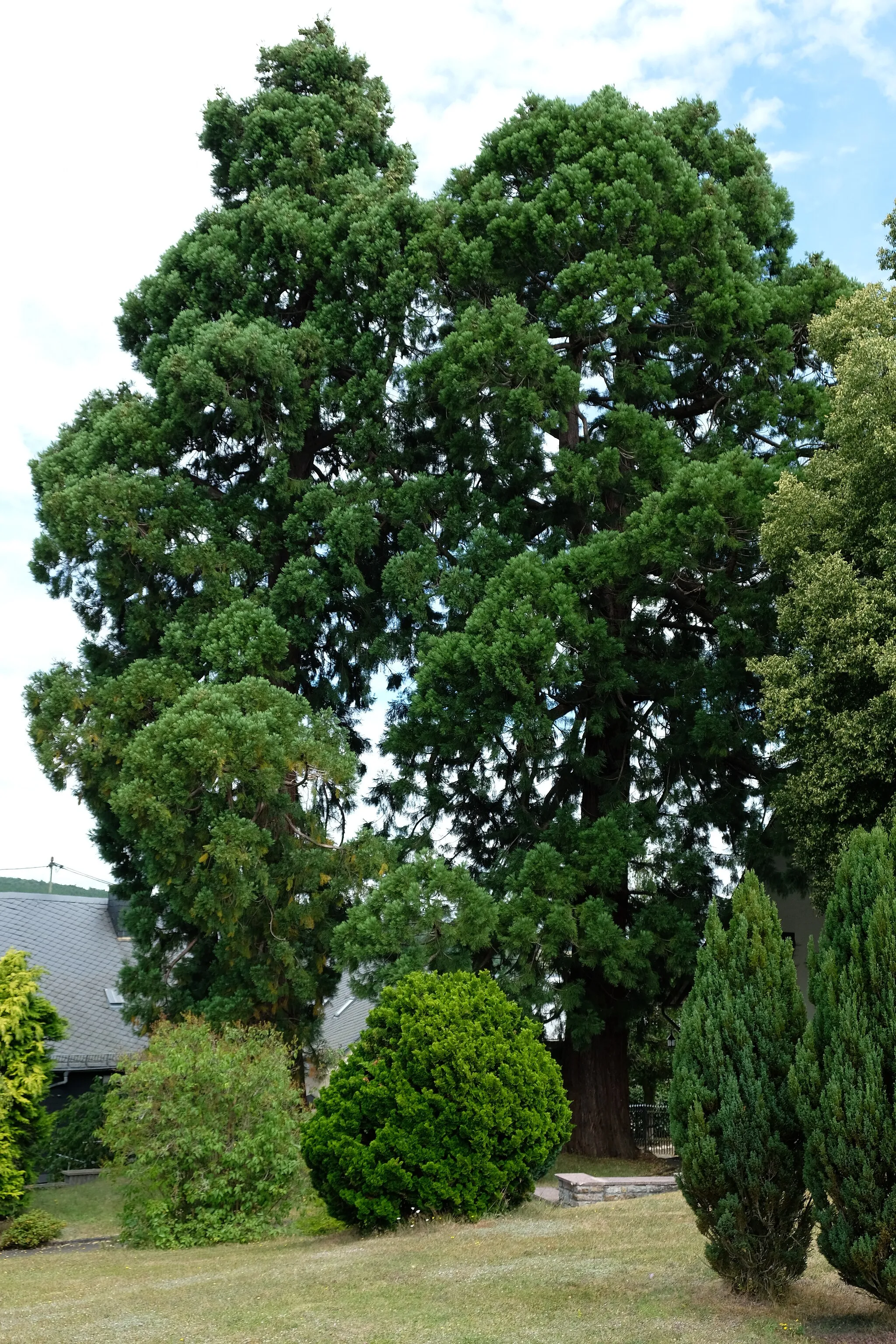 Photo showing: Foto zu ND-7134-411 Sequoioideae sp. zwei Bäume; um 1870 gepflanzt