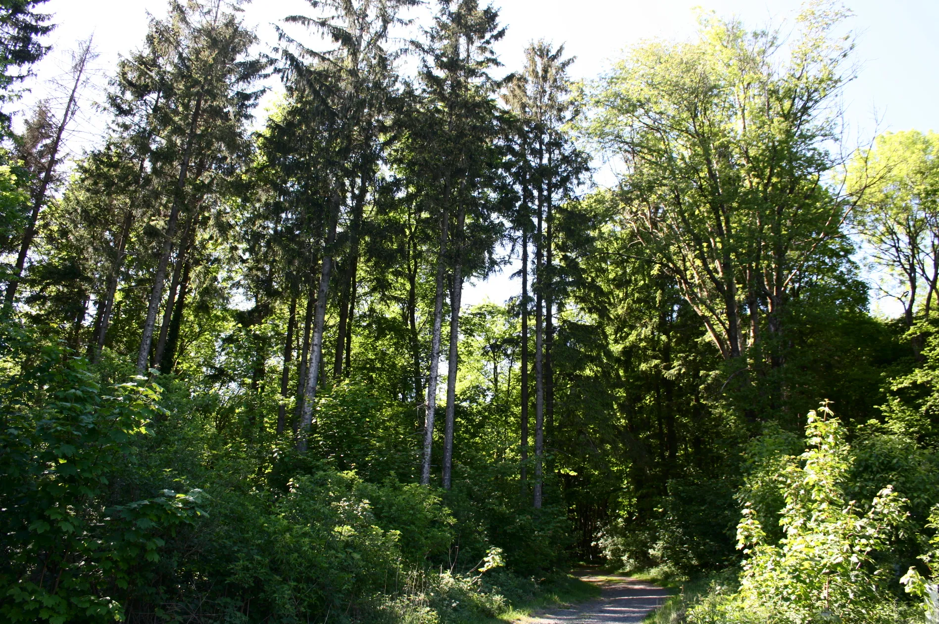 Photo showing: Götzenberg, Stockum-Püschen, Westerwald, Rheinland-Pfalz, Deutschland