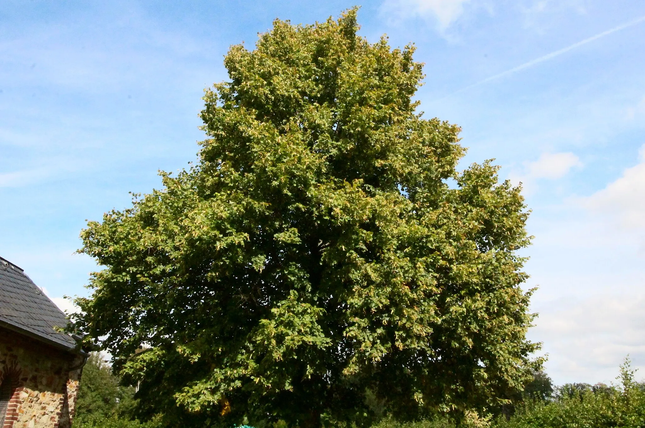 Photo showing: Wendelinuslinden, Naturdenkmal in Stahlhofen, Westerwald