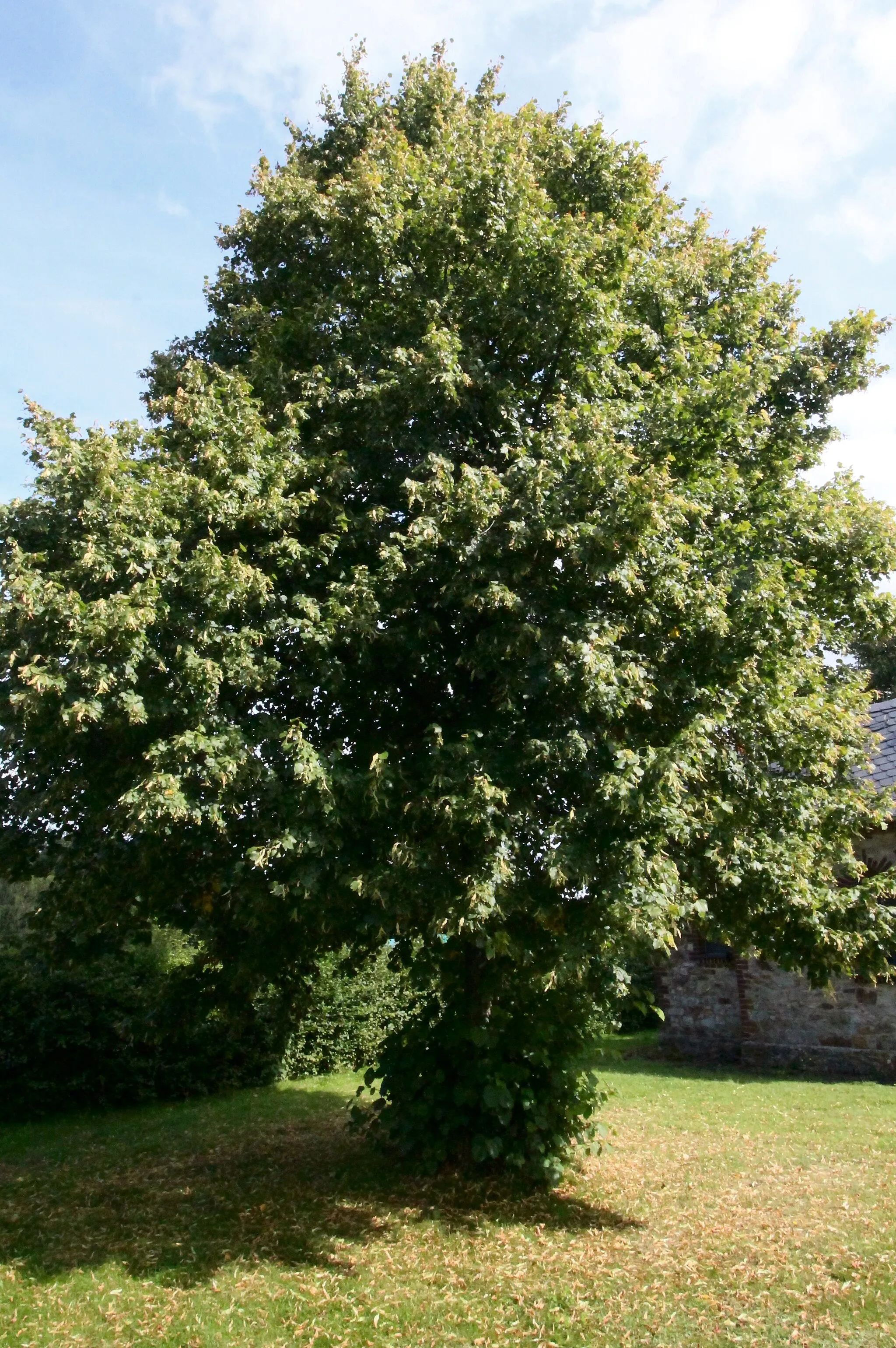 Photo showing: Wendelinuslinden, Naturdenkmal in Stahlhofen, Westerwald