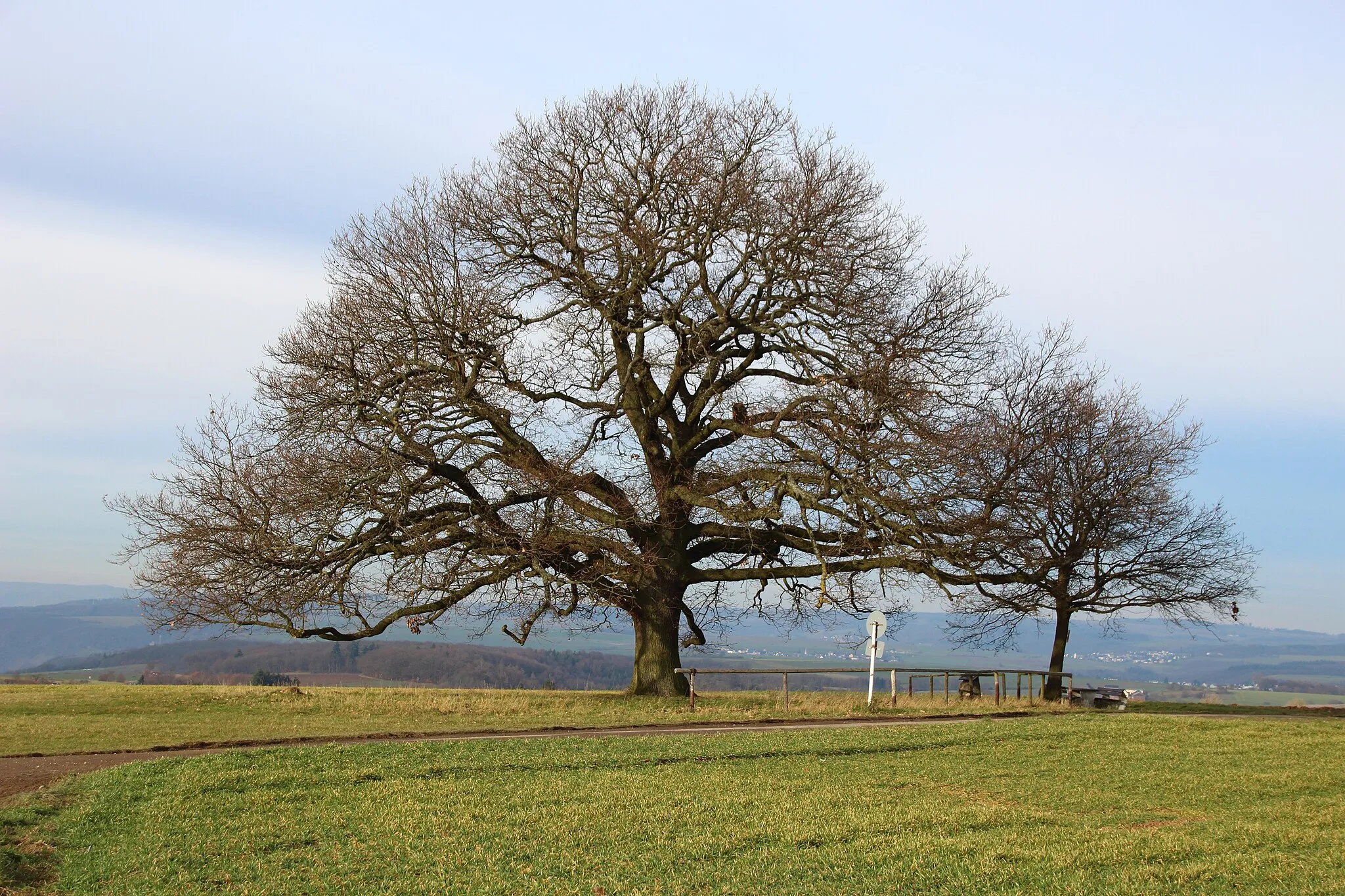 Photo showing: Naturdenkmal Adolfseiche (Quercus robur) bei Bornich, Rhein-Lahn-Kreis, ND-7141-385. Gepflanzt am 22. August 1864 von Bornicher Bürgern auf Veranlassung der 25-Jahr-Feier der Thronbesteigung des Herzogs Adolph von Nassau am 21. August 1839.