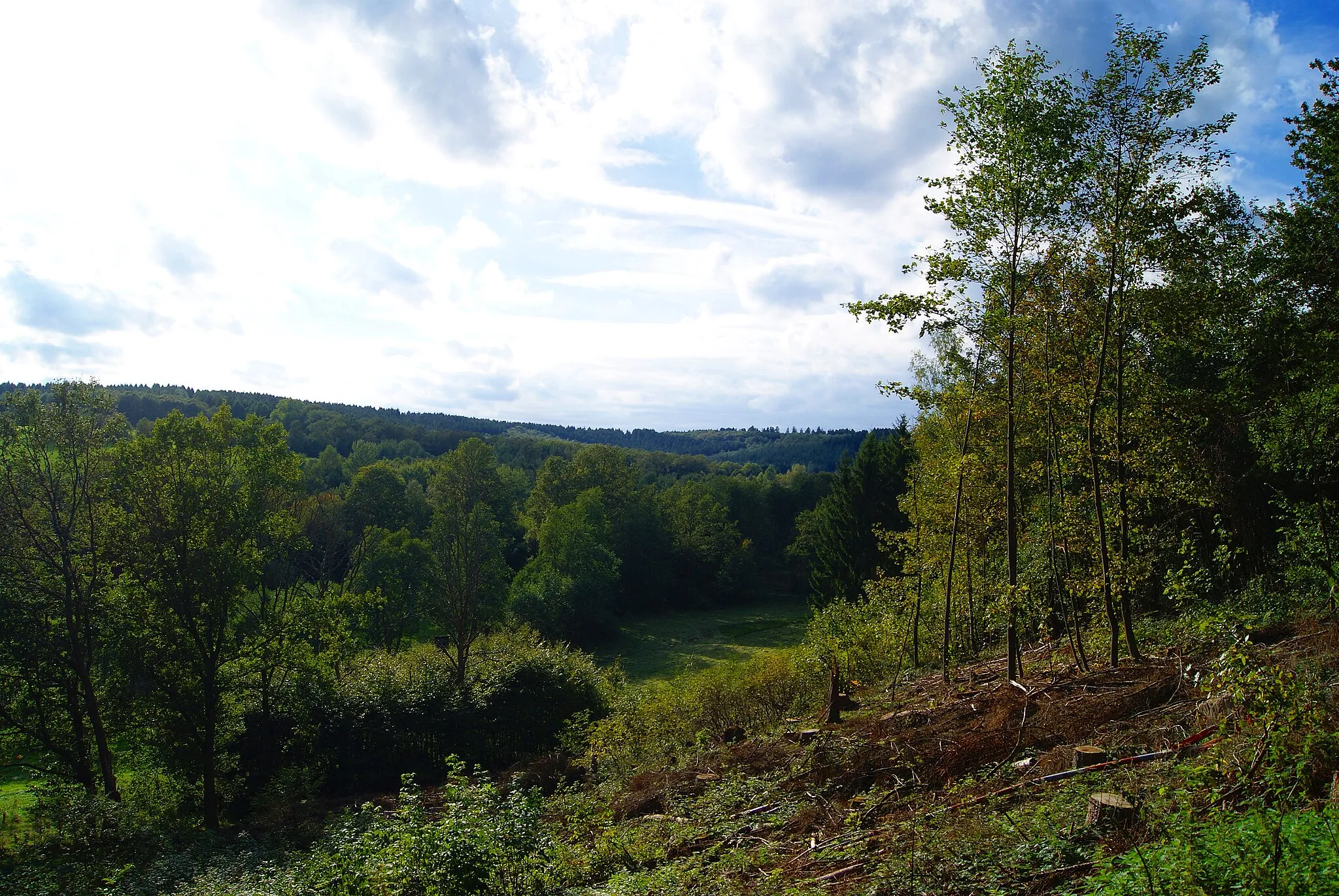 Photo showing: Forests between Alte Heide and Mausbauch in Freudenberg, Northrhine-Westfalia, Germany.