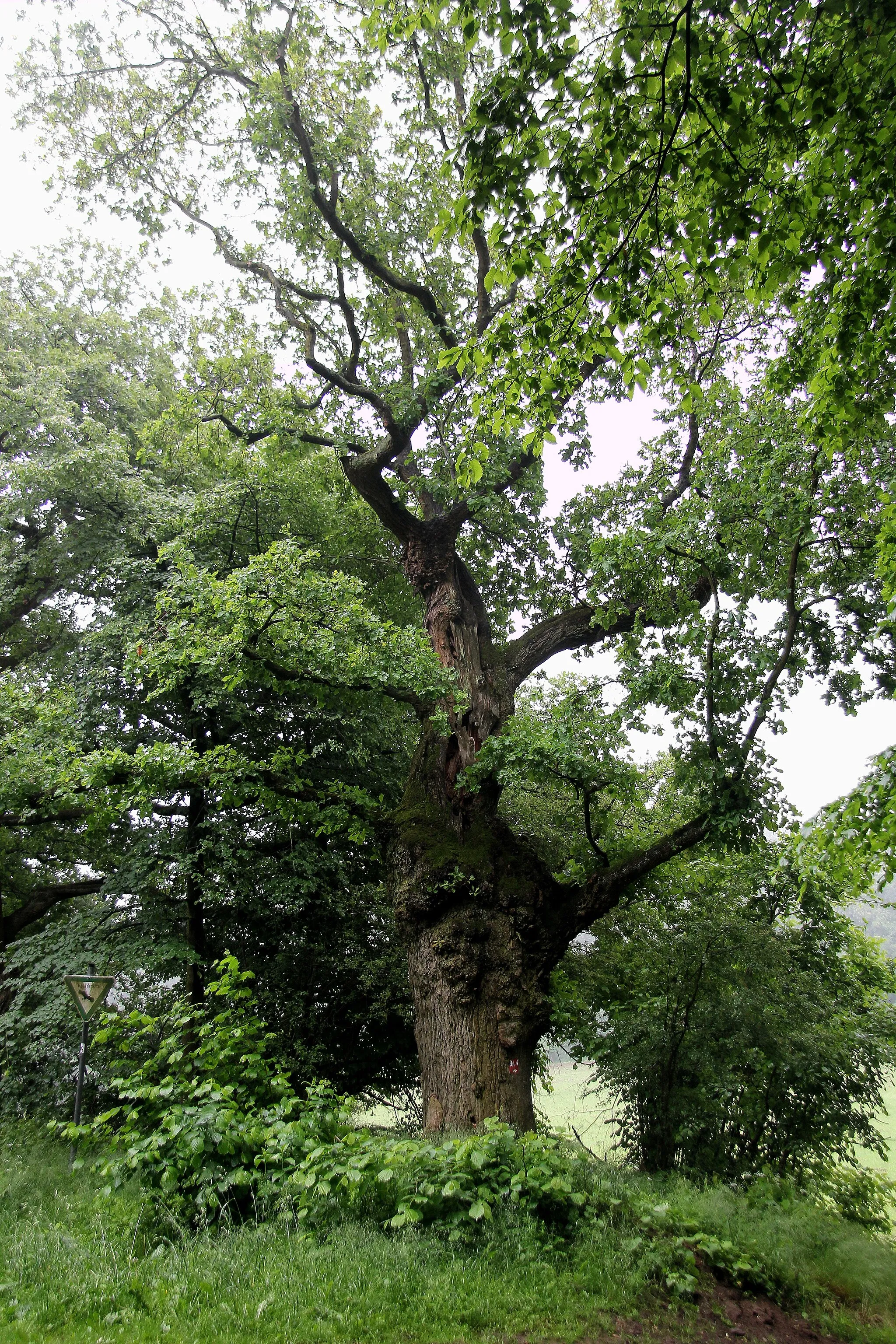 Photo showing: Naturschutzgebiet „Karmelenberg“: Eiche auf dem Karmelenberg bei Bassenheim, Landkreis Mayen-Koblenz