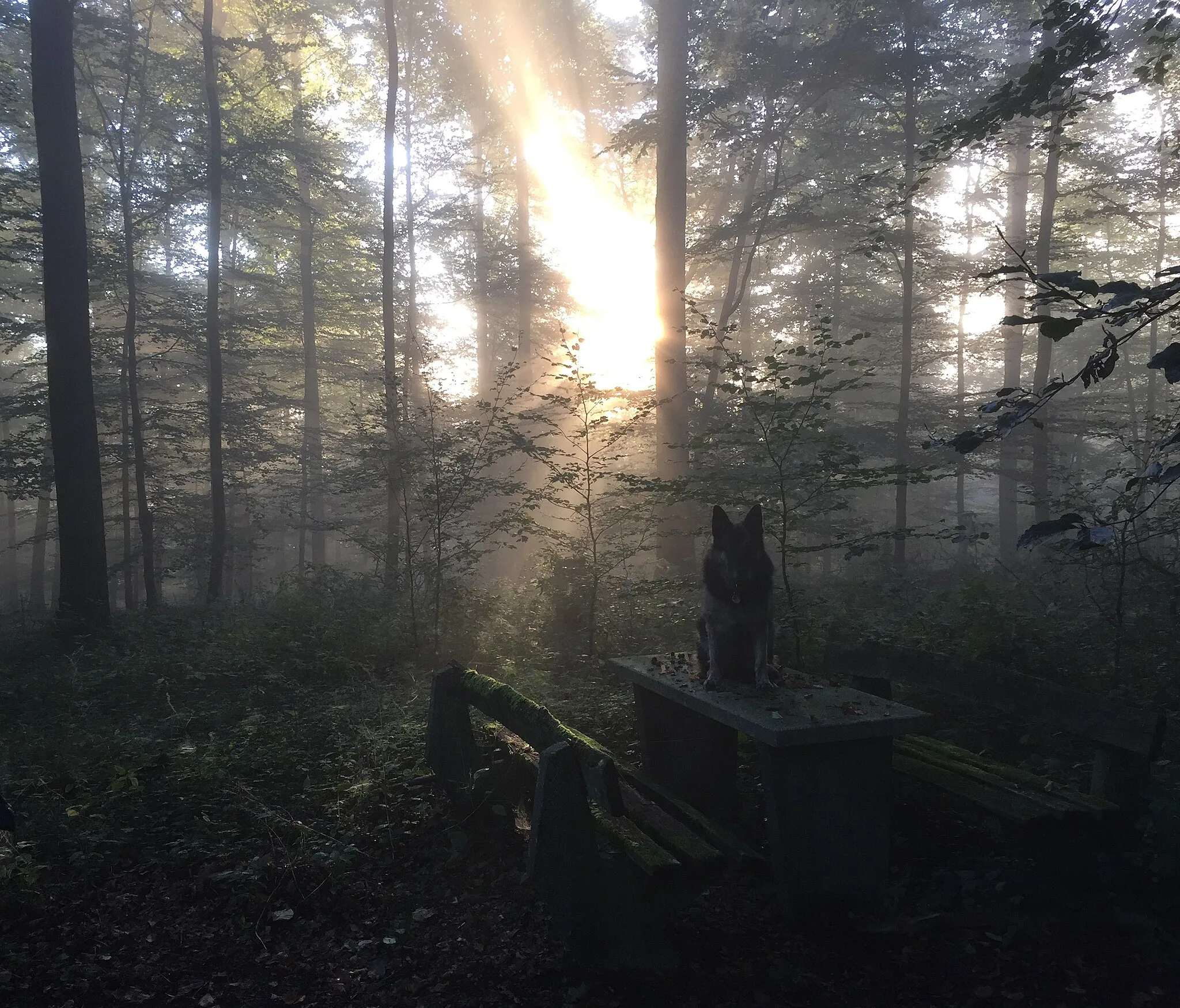 Photo showing: Die Sonne bricht beim morgendlichen Spaziergang durch den Morgennebel im Naturpark-Rhein Westerwald