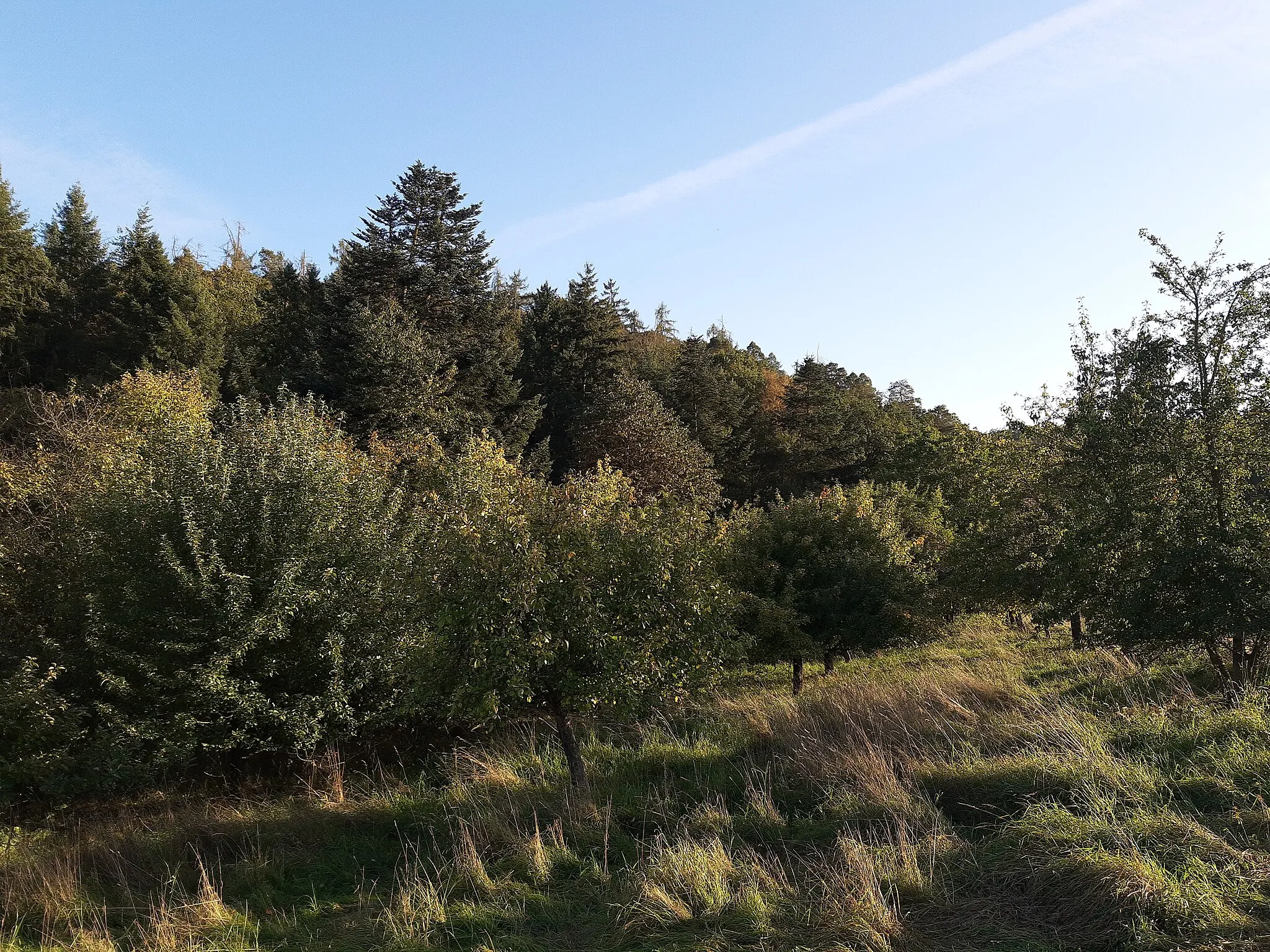 Photo showing: Apple orchard, Ehrenbach