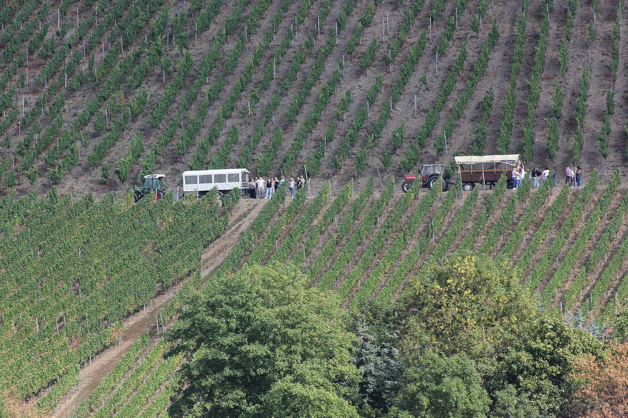 Photo showing: Treis-Karden, Planwagenfahrt mit Touristen in den Weinbergen von Treis