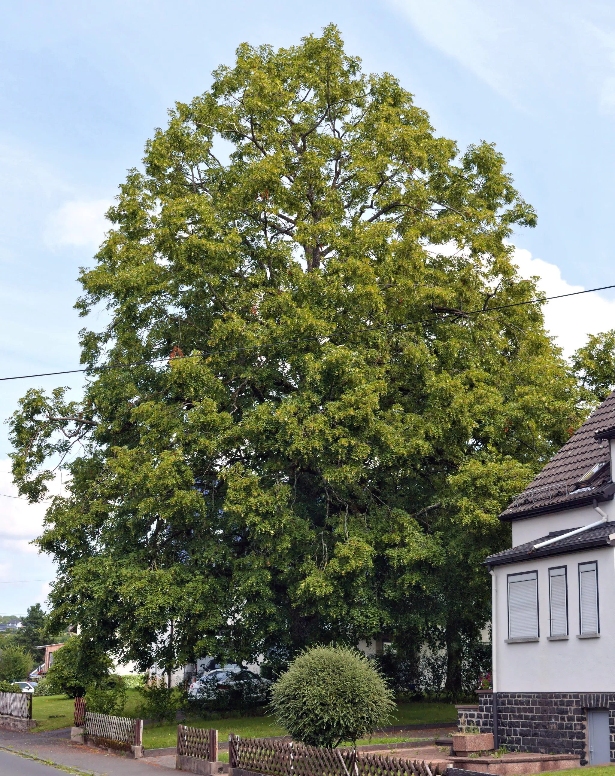 Photo showing: Natural monument old lime; view from southwest; near Marienstätter Straße 25, Atzelgift, Westerwaldkreis, Germany