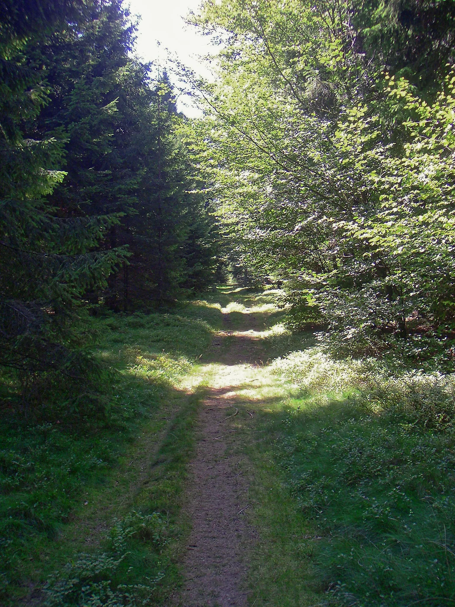 Photo showing: Saar-Hunsrück-Steig im Nationalpark Hunsrück Hochwald, Weg zwischen Dollberg und Friedrichskopf