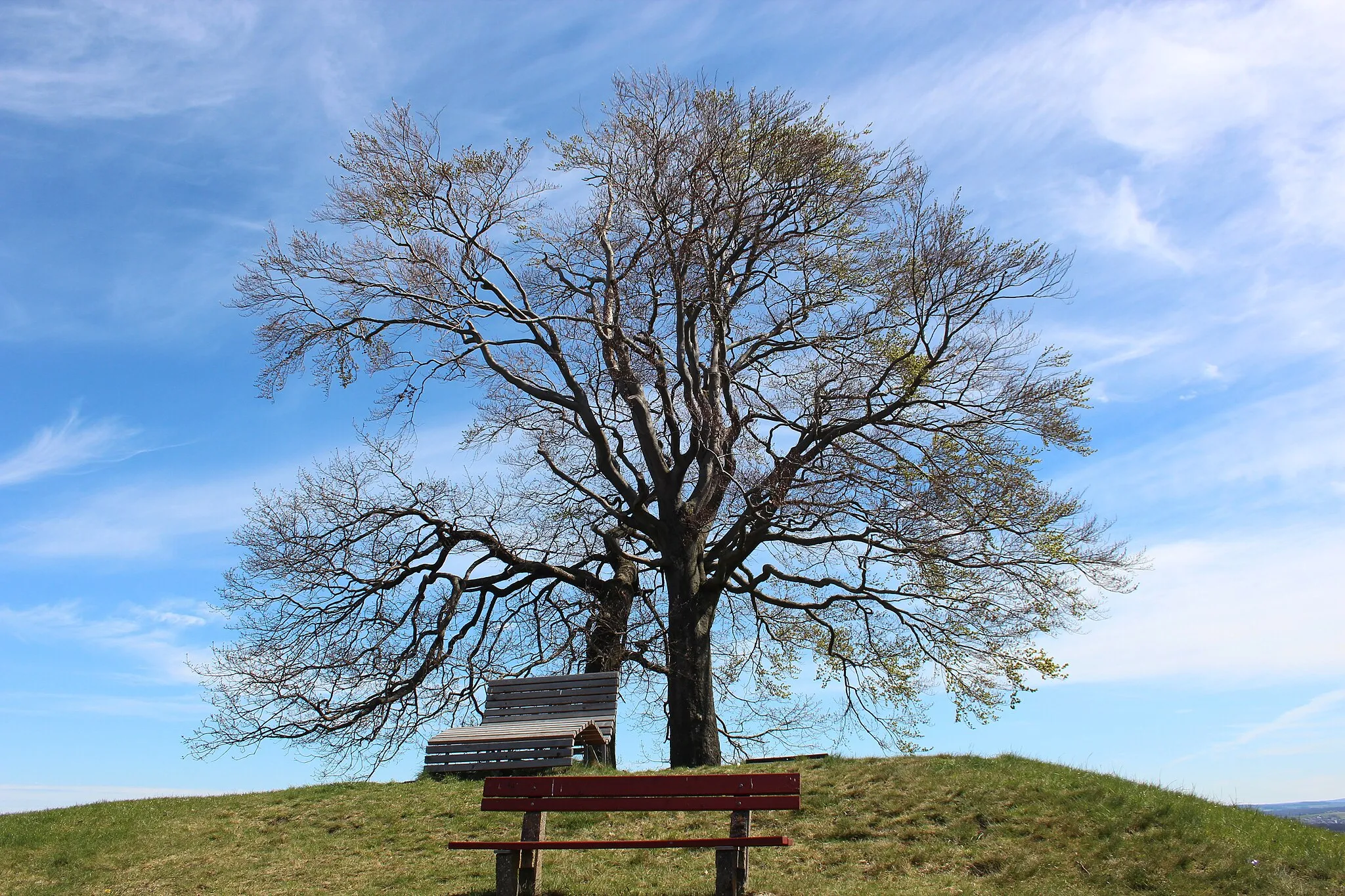 Photo showing: Heisebäumchen, Naturdenkmal in Dachsenhausen