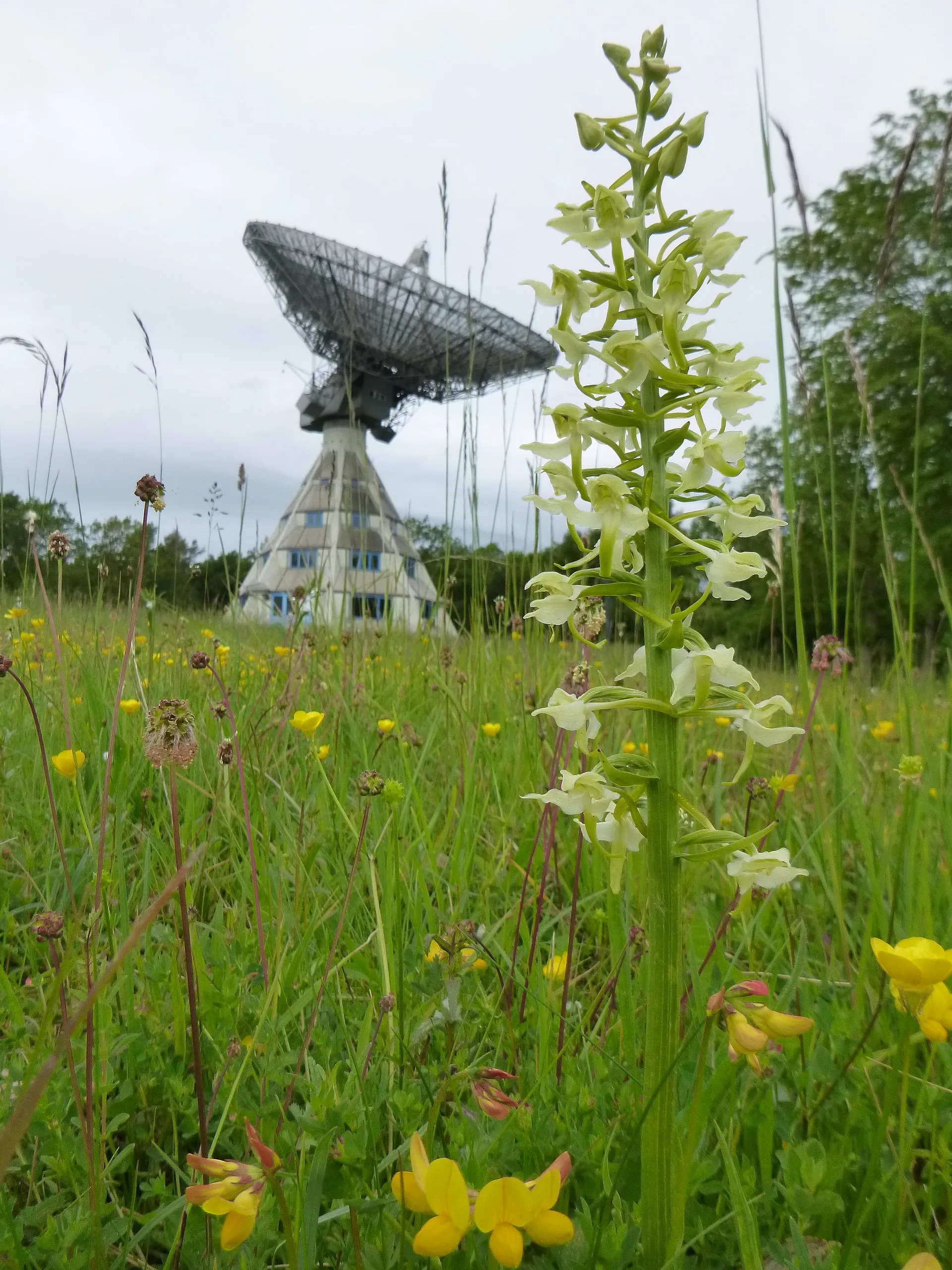 Photo showing: Die Natur hat sich das Gebiet am 60 Jahre alten historischen Radioteleskop "Astropeiler Stockert" erobert. Nach 6 Jahrzehnten ohne landwirtschaftliche Nutzung.