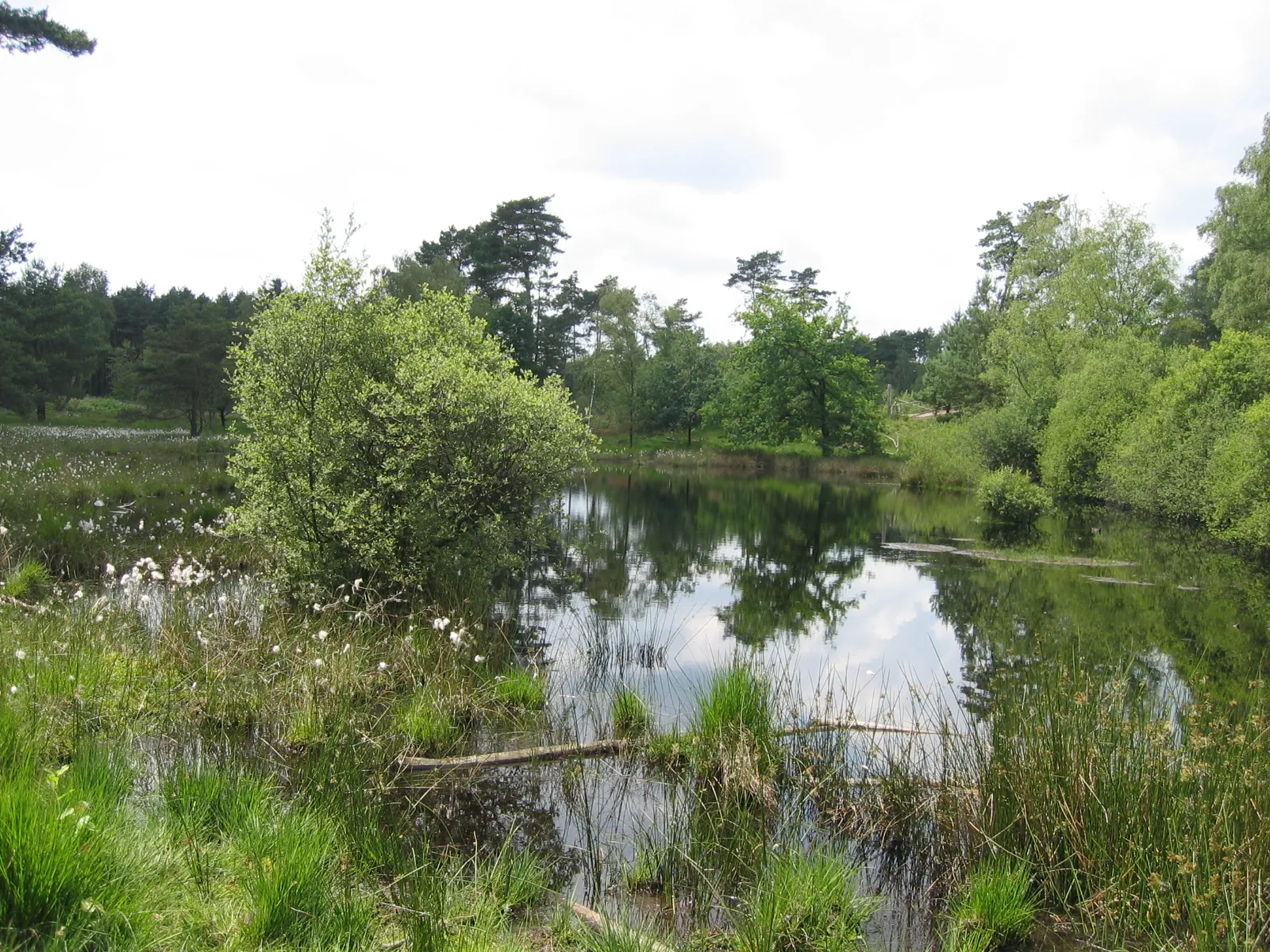 Photo showing: Heidelandschaft Teverener Heide, Geilenkirchen-Teveren