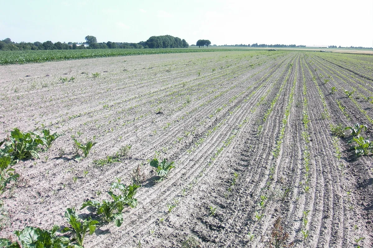 Photo showing: sugar beet field