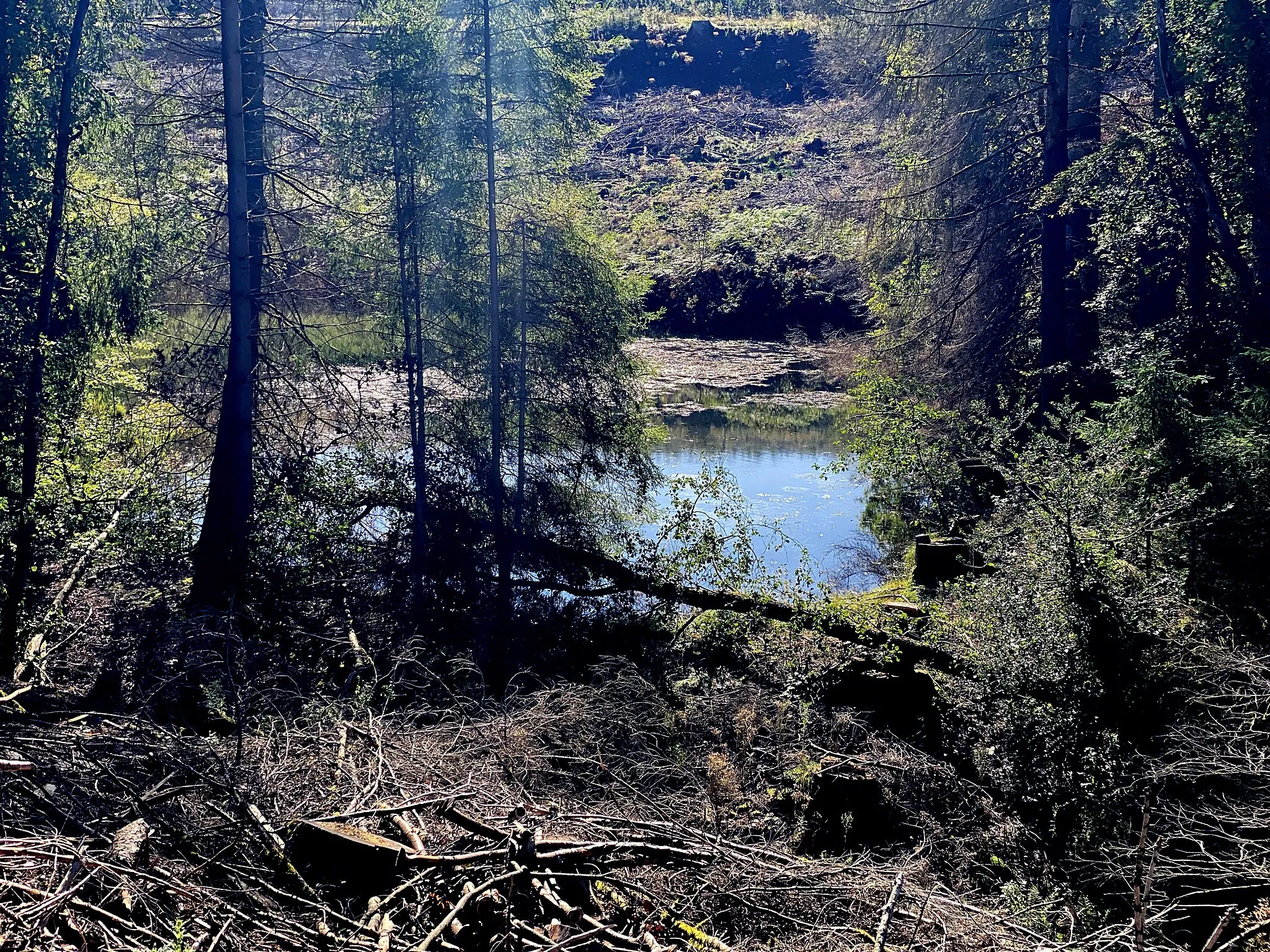 Photo showing: unterer Stauteich im Naturschutzgebiet Wipperaue Eulenbecke