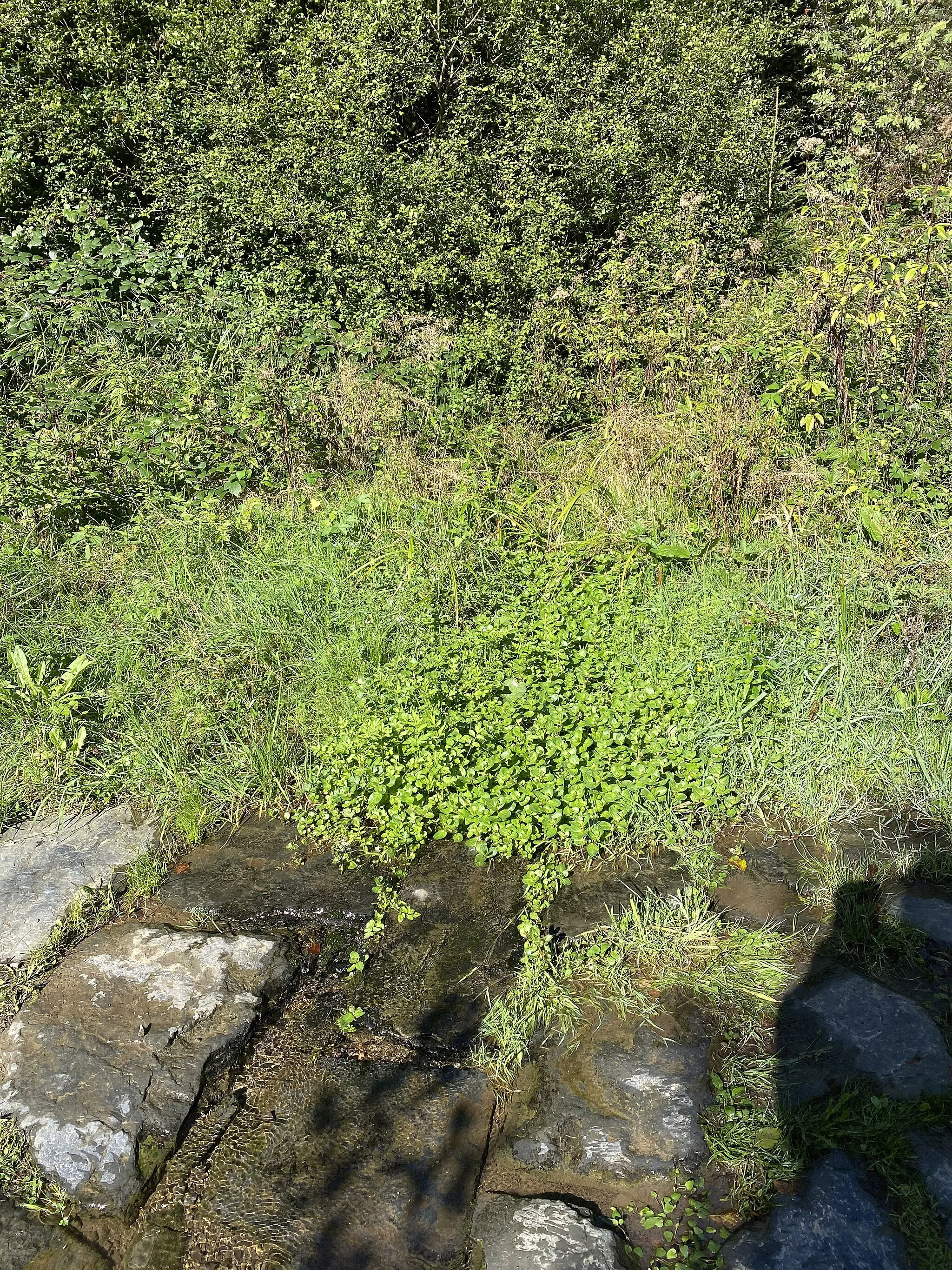 Photo showing: Bachbunge (Veronica beccabunga) im Bachbett eines Seitengewässers der Wipper im Naturschutzgebiet Wipperaue Eulenbecke