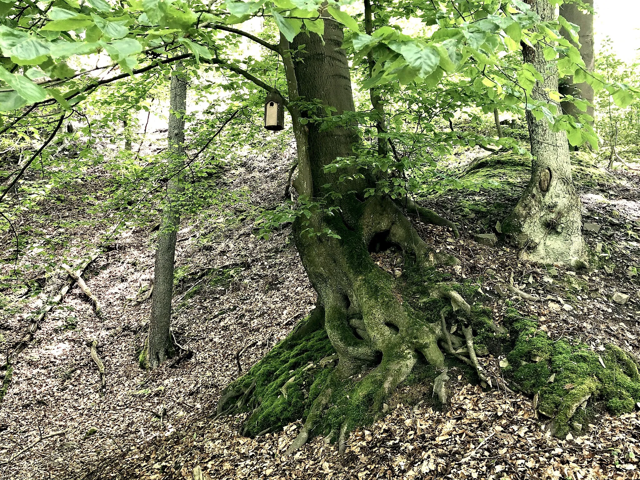 Photo showing: Hike through the "City Forest of Gevelsberg". May 29, 2021. North Rhine-Westphalia, Germany.