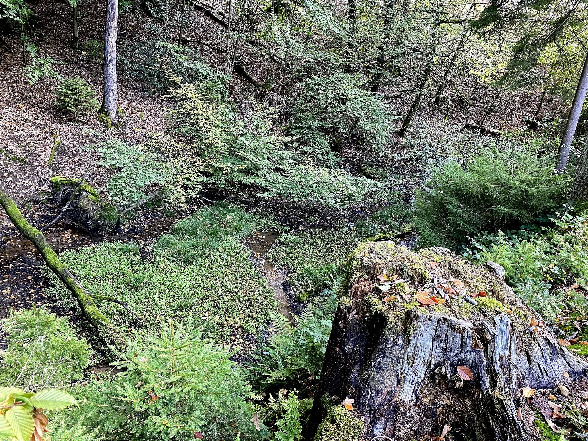 Photo showing: Hutsherweger Bachtal im Naturschutzgebiet Große Dhünntalsperre (GL-077)