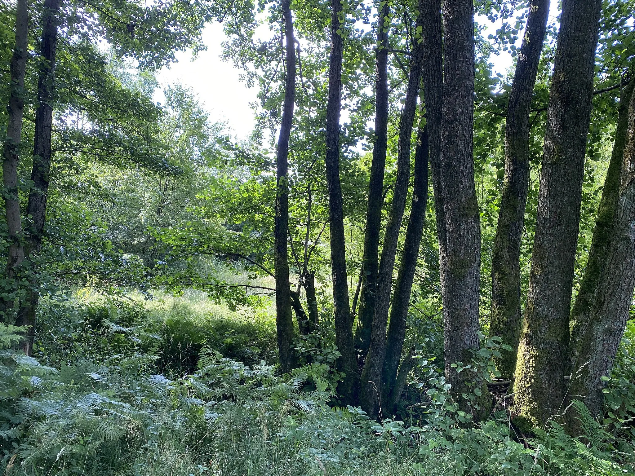 Photo showing: Auwald im Naturschutzgebiet Wupperaue bei Gogarten