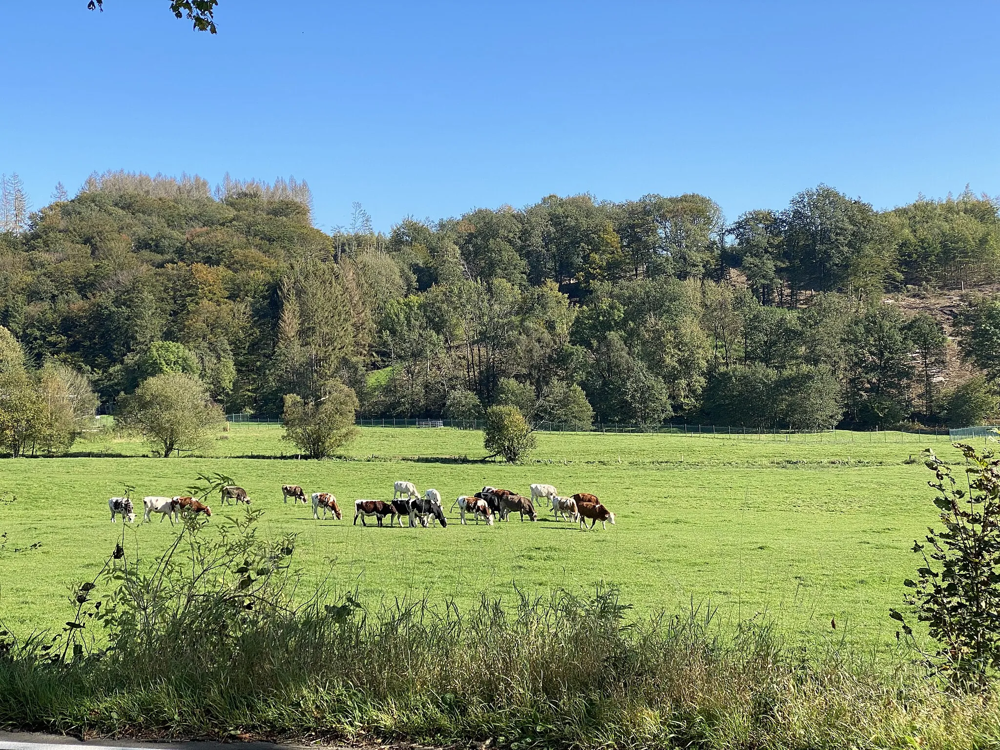 Photo showing: Mühlenbachtal bei Niederwette (Marienheide)