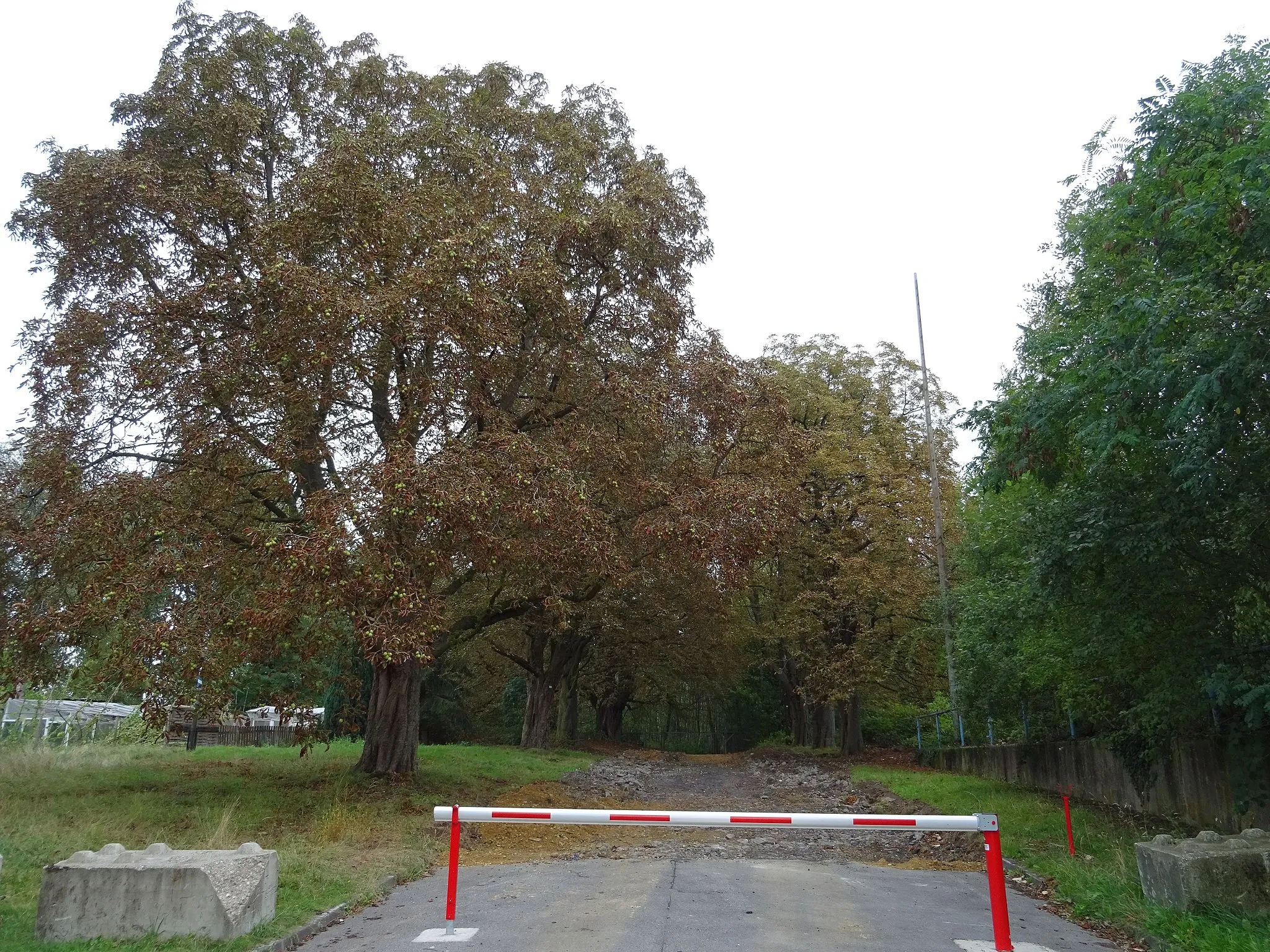 Photo showing: Rosskastanien-Allee in Alsdorf-Neuweiler