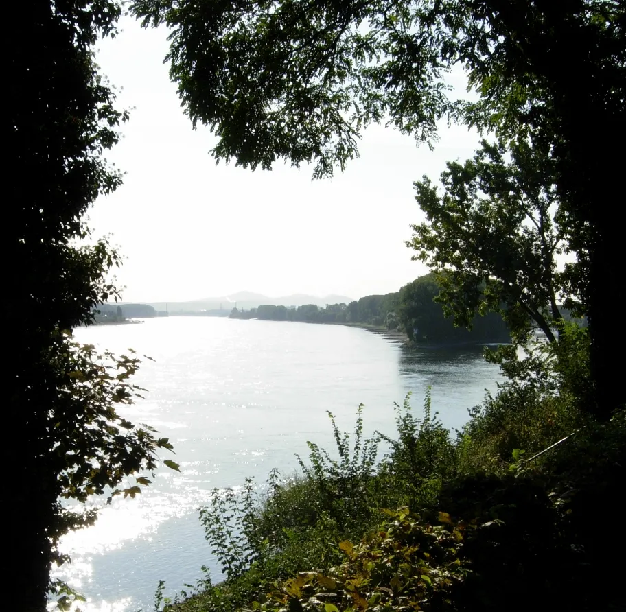 Photo showing: Der Rhein bei Bornheim-Uedorf (Blick nach Süden)