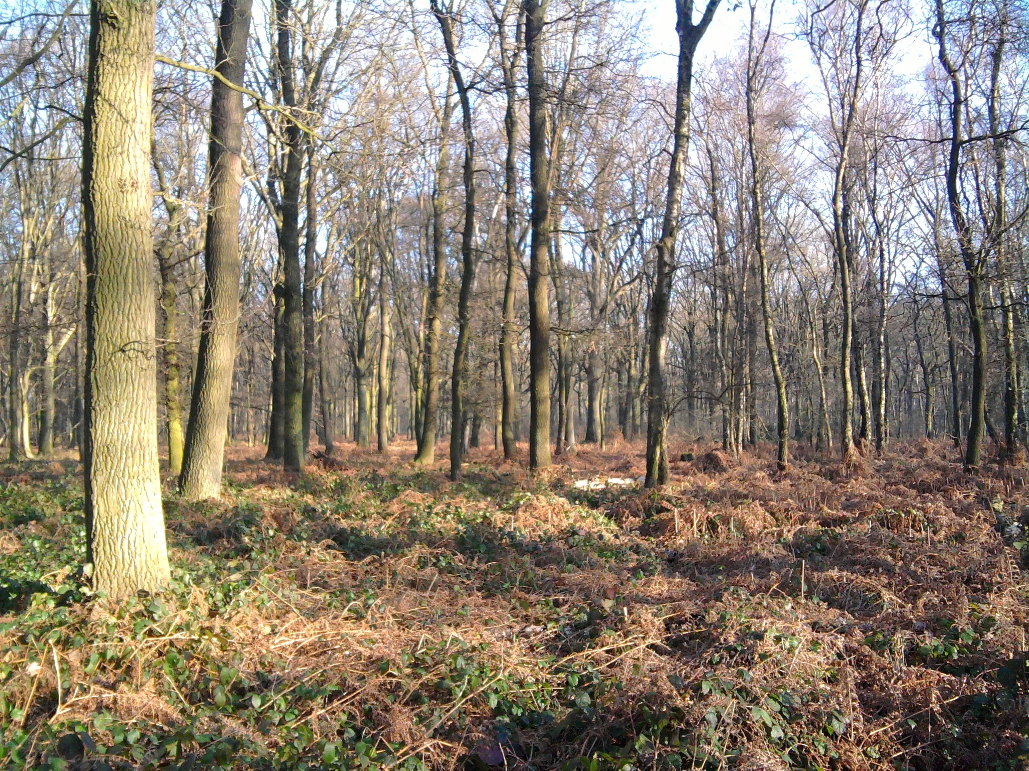 Photo showing: Wald bei Tripsrath im Januar 2014, 70 jahre nach Kriegsende immer noch Schanzspuren