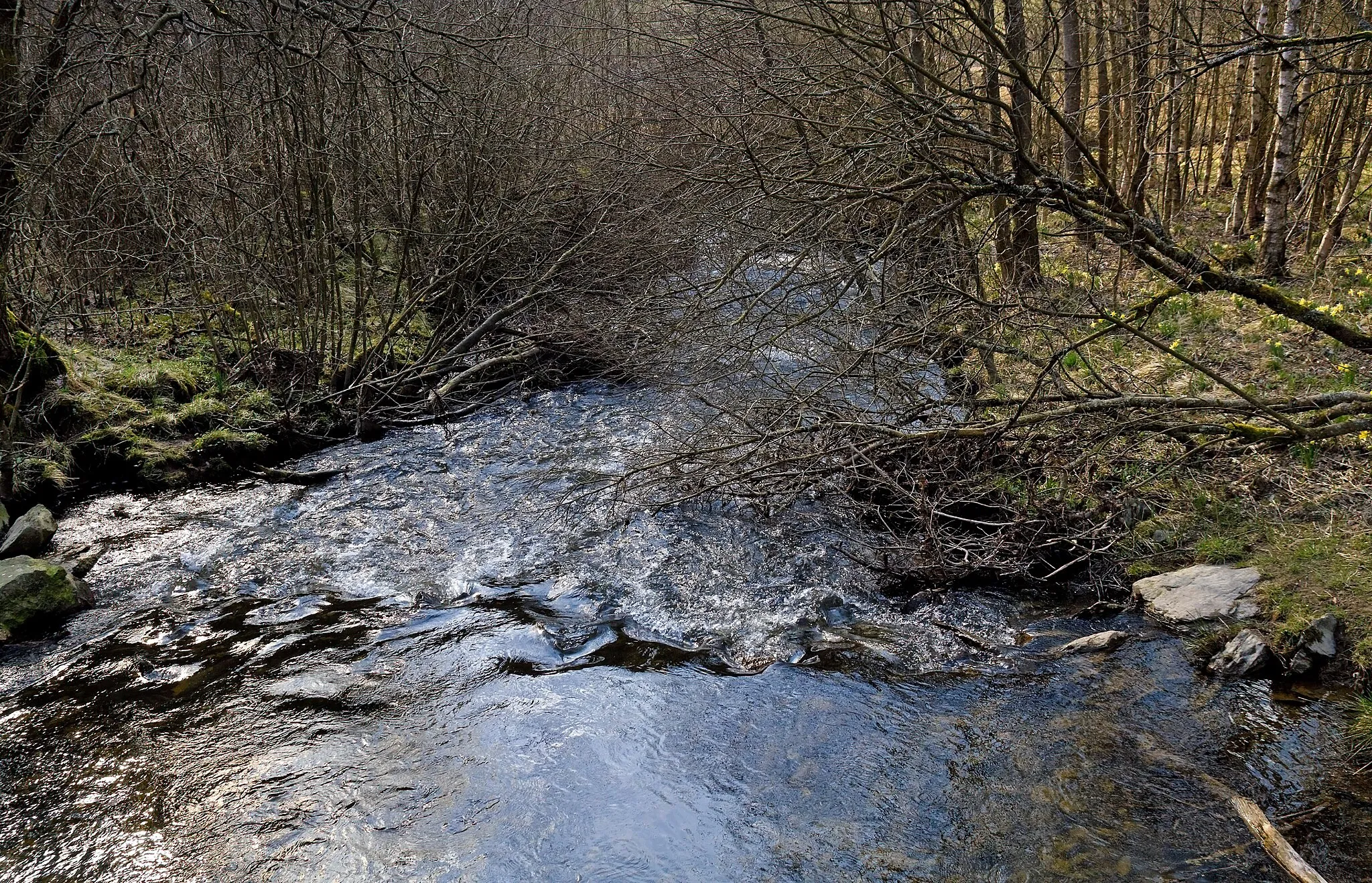 Photo showing: Landschaft auf dem Narzissen-Wanderweg im Nationalpark Eifel, Monschau