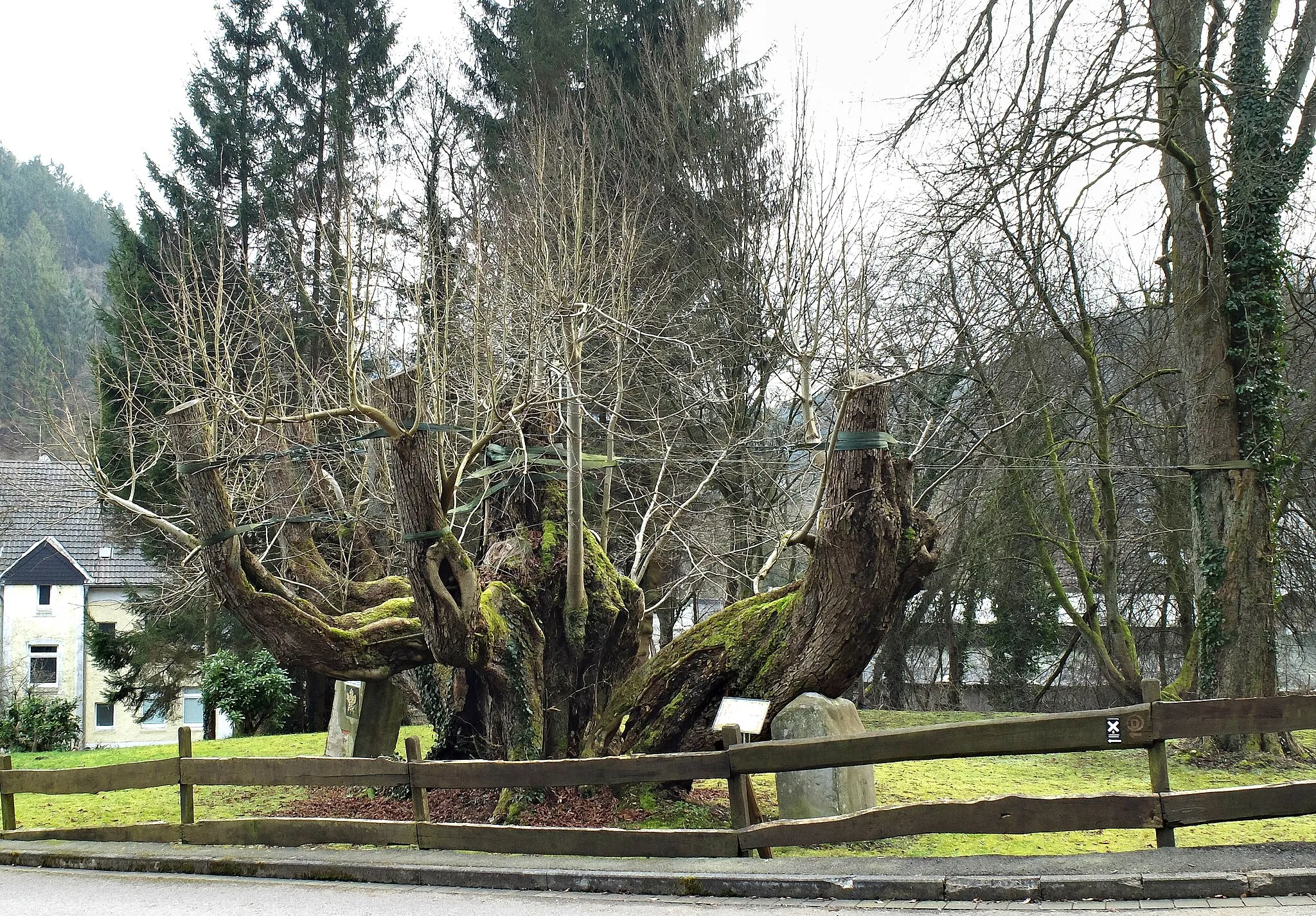 Photo showing: Naturdenkmal Priorlinde in Priorei
Zur Priorlinde 14, Stadt Hagen  (NRW)

geo:51.28798343,7.51861810999,193