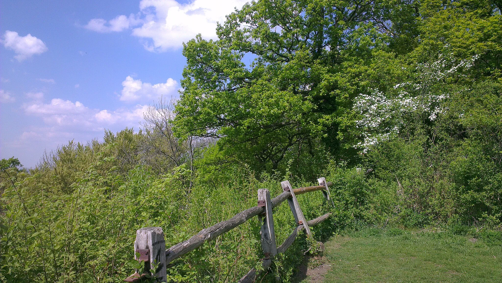 Photo showing: "Tomberg" nature reserve in Rheinbach (Germany) spring 2014