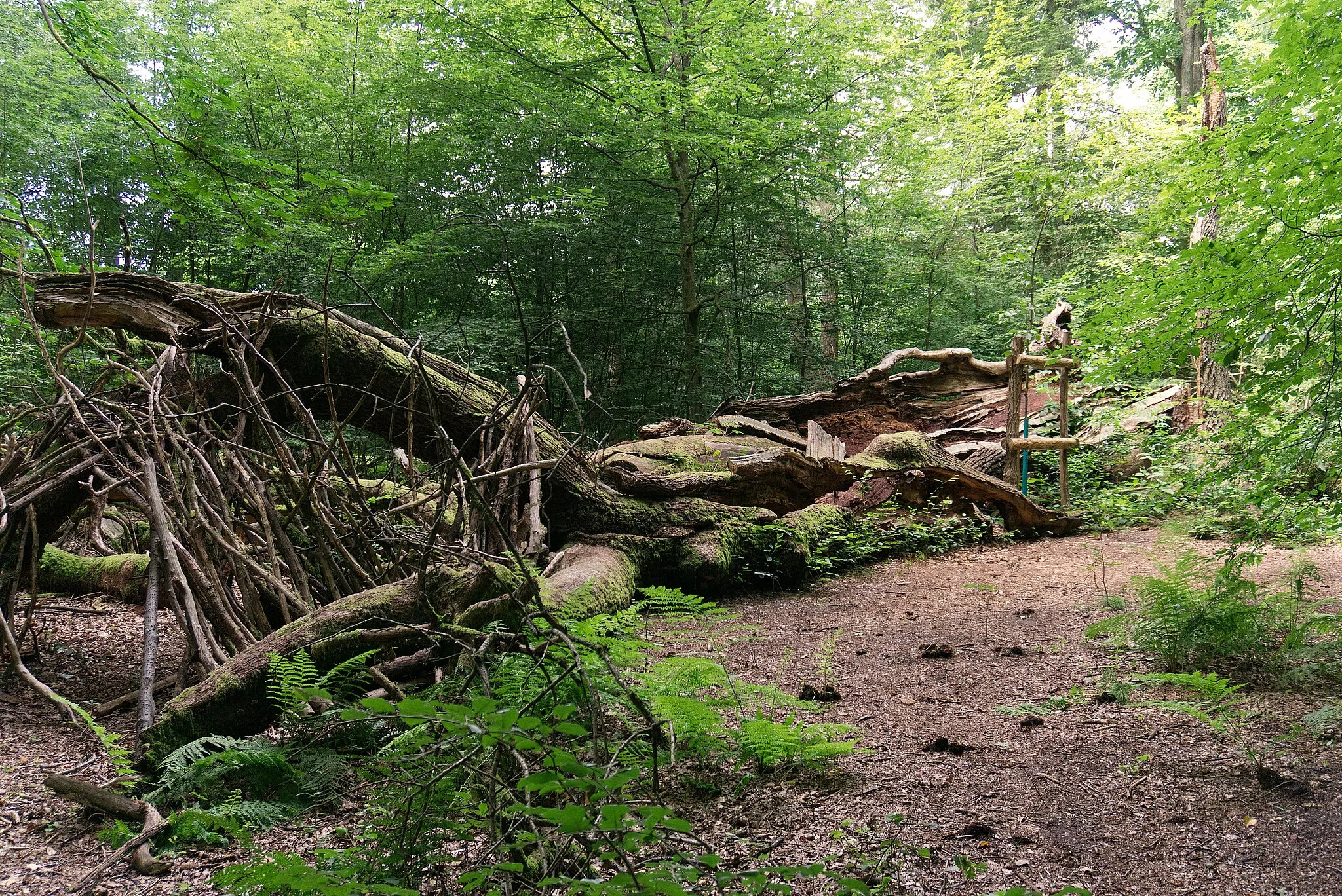 Photo showing: Die auch als 1000-jährige Eiche bezeichnete Boxhohn-Eiche war lange Zeit der älteste Baum in der Wahner Heide. Sie brach 2019 zusammen.