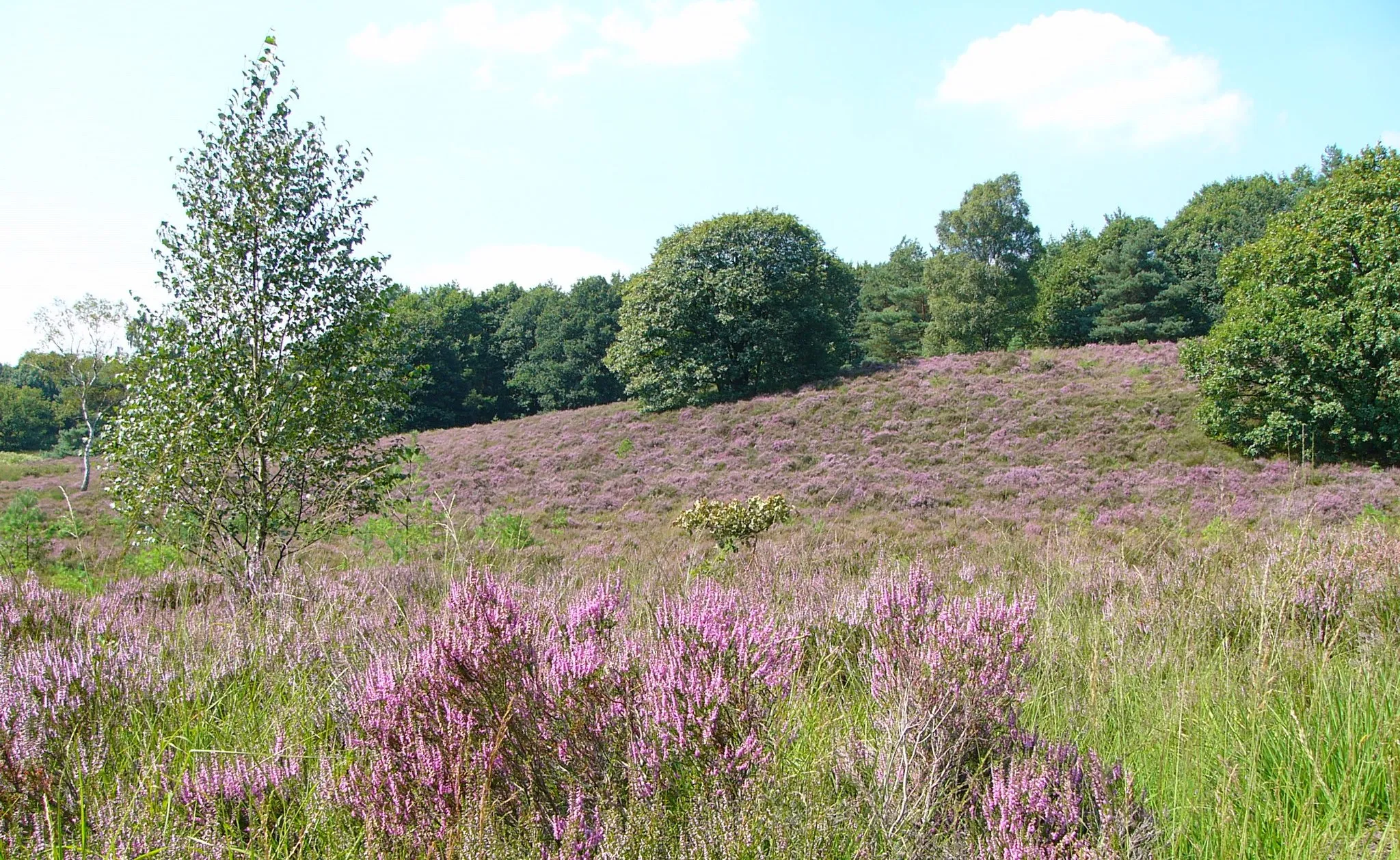 Photo showing: Heide im Naturschutzgebiet „Meinweg“ in Wegberg