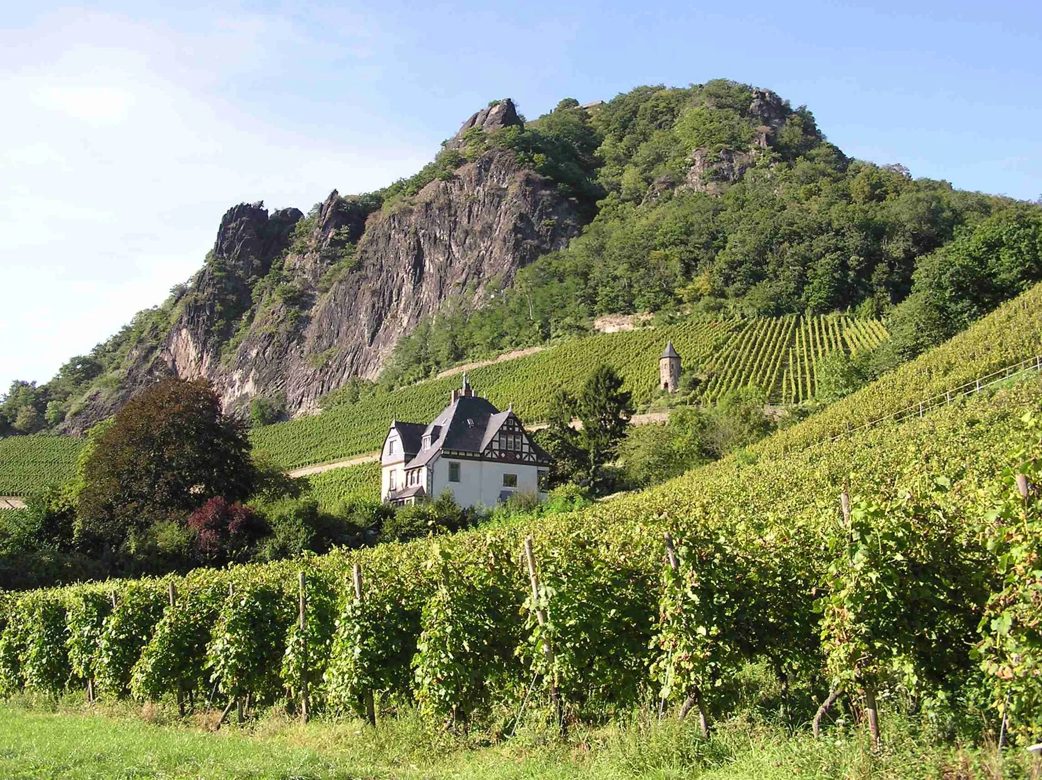 Photo showing: Weinberge in Rhöndorf (Bad Honnef)