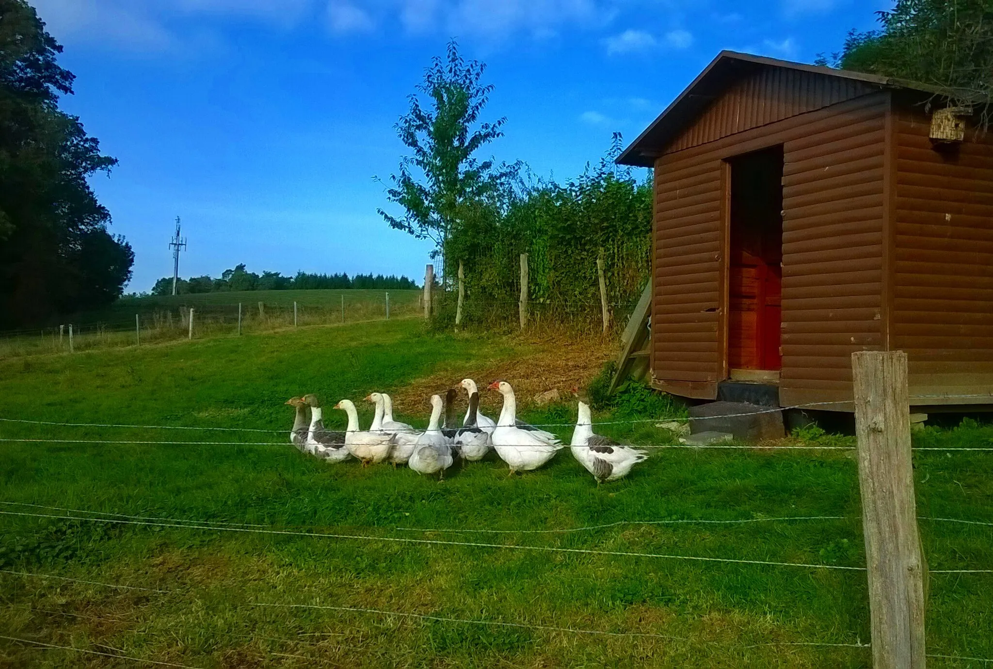 Photo showing: Gänse vor einem Schuppen in Falkemich (Overath, NRW)