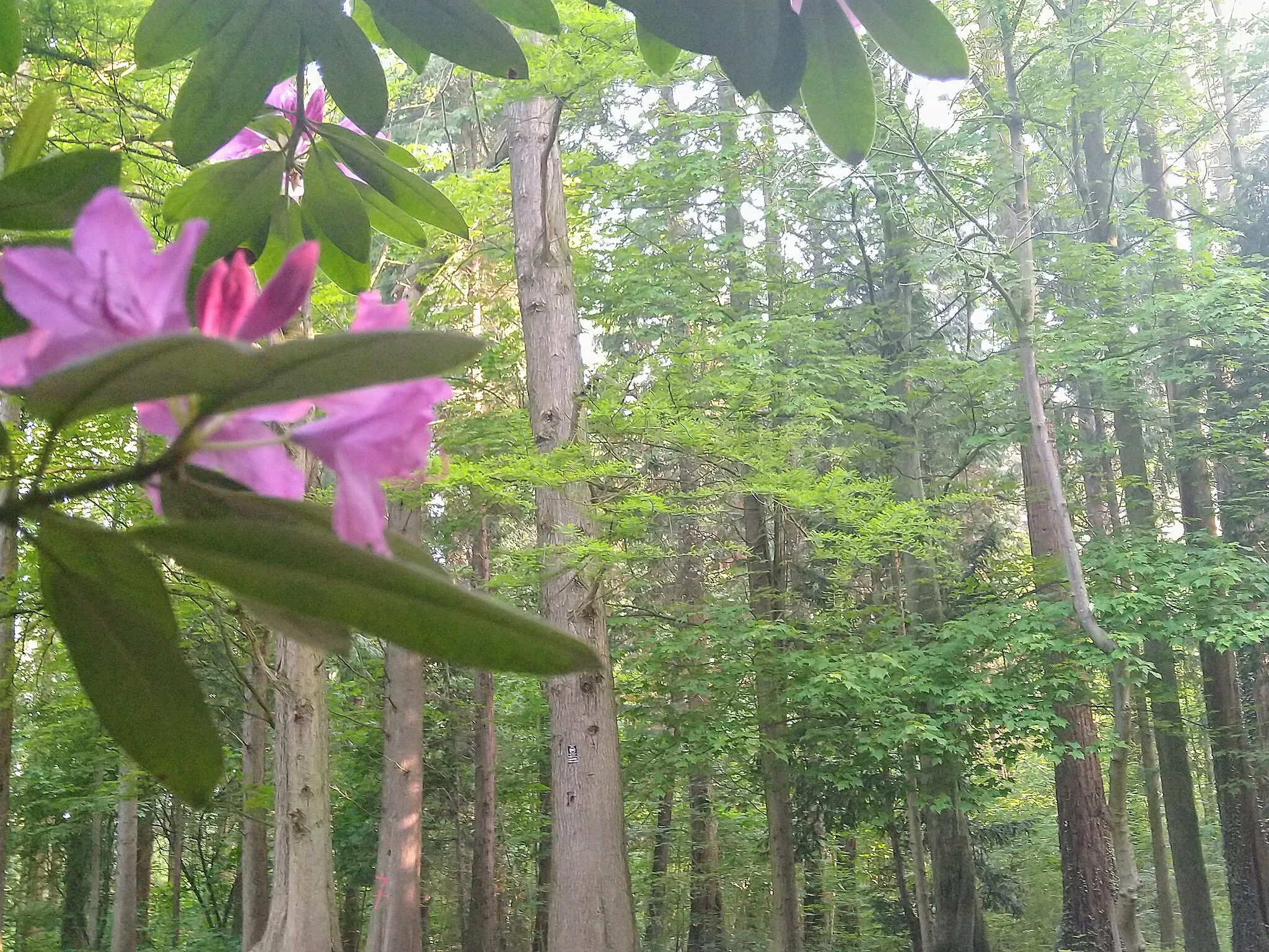 Photo showing: Rhododendron Pflanzen und Bäume im Wildpark Köln Dünnwald