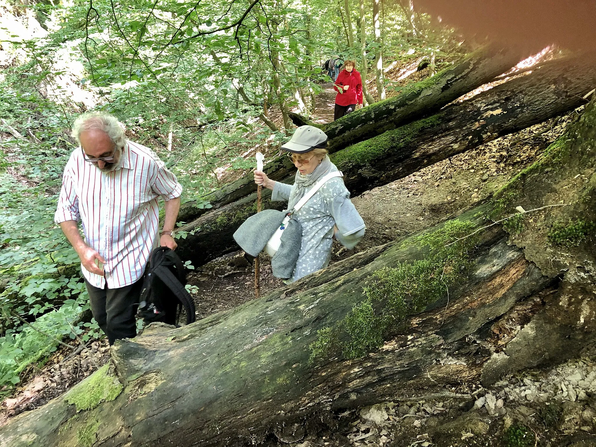 Photo showing: Hike to the Ratingen city forest.