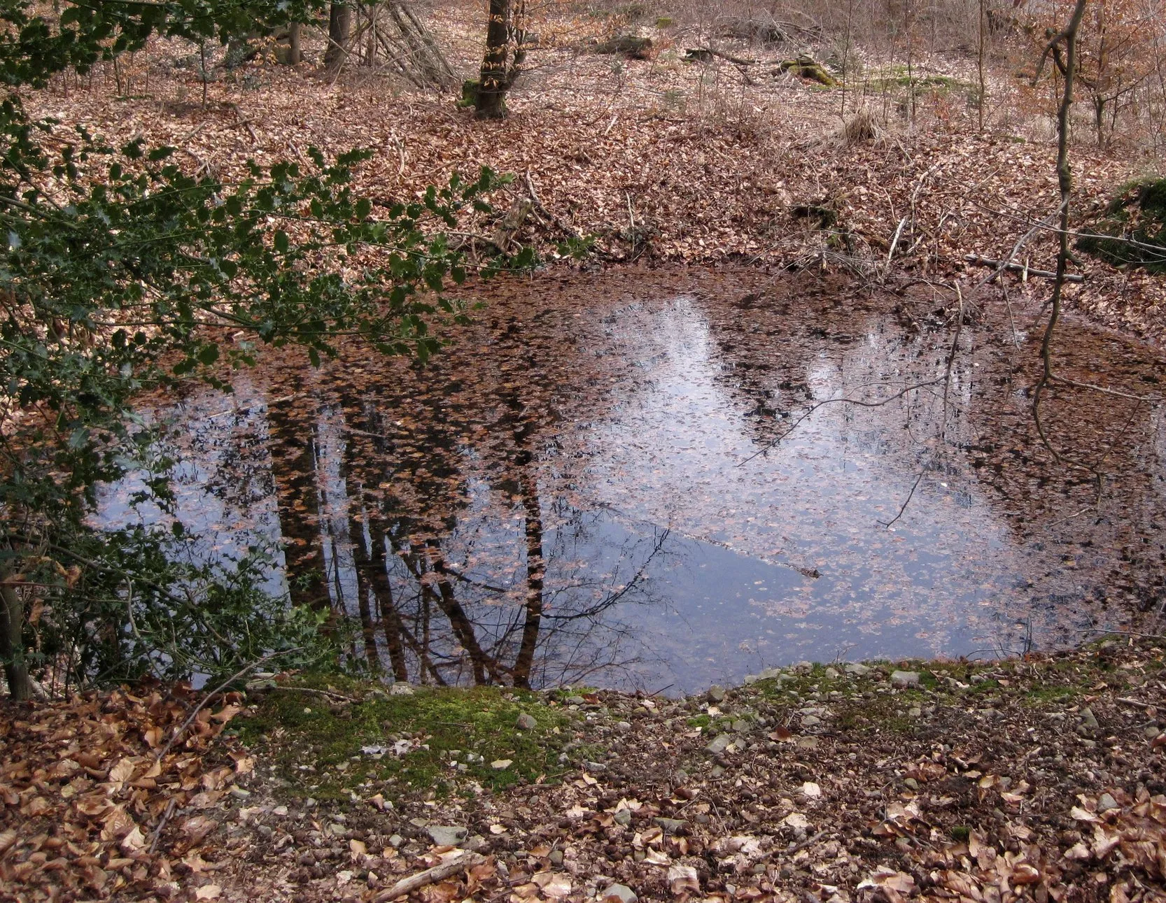 Photo showing: Bombentrichter im Königsforst.

Camera location 50° 55′ 37.16″ N, 7° 08′ 14.64″ E View this and other nearby images on: OpenStreetMap 50.926988;    7.137399