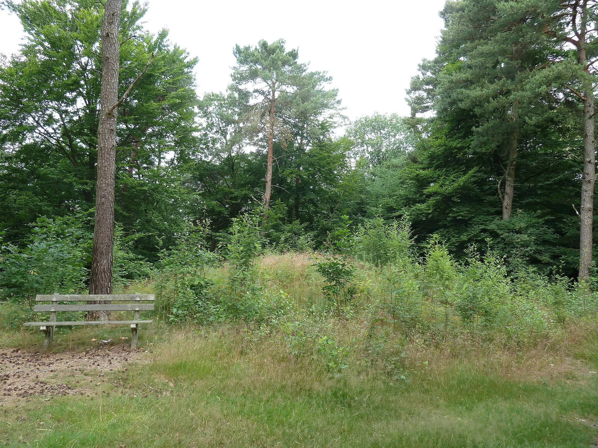 Photo showing: Grafheuvels op de Bosberg bij Swalmen, Limburg, Nederland