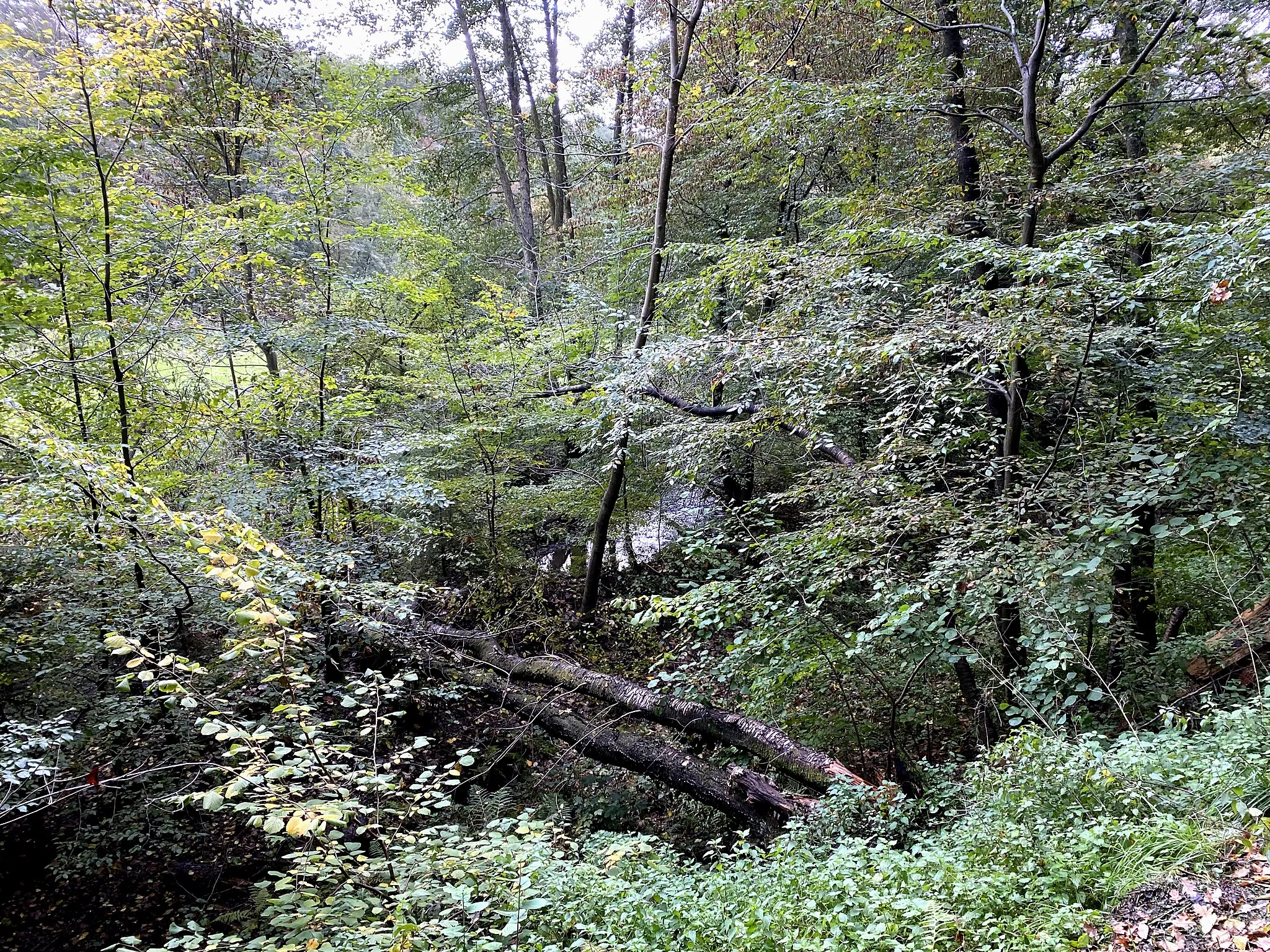 Photo showing: Altenbach südlich Duhr im Naturschutzgebiet Altenbachtal