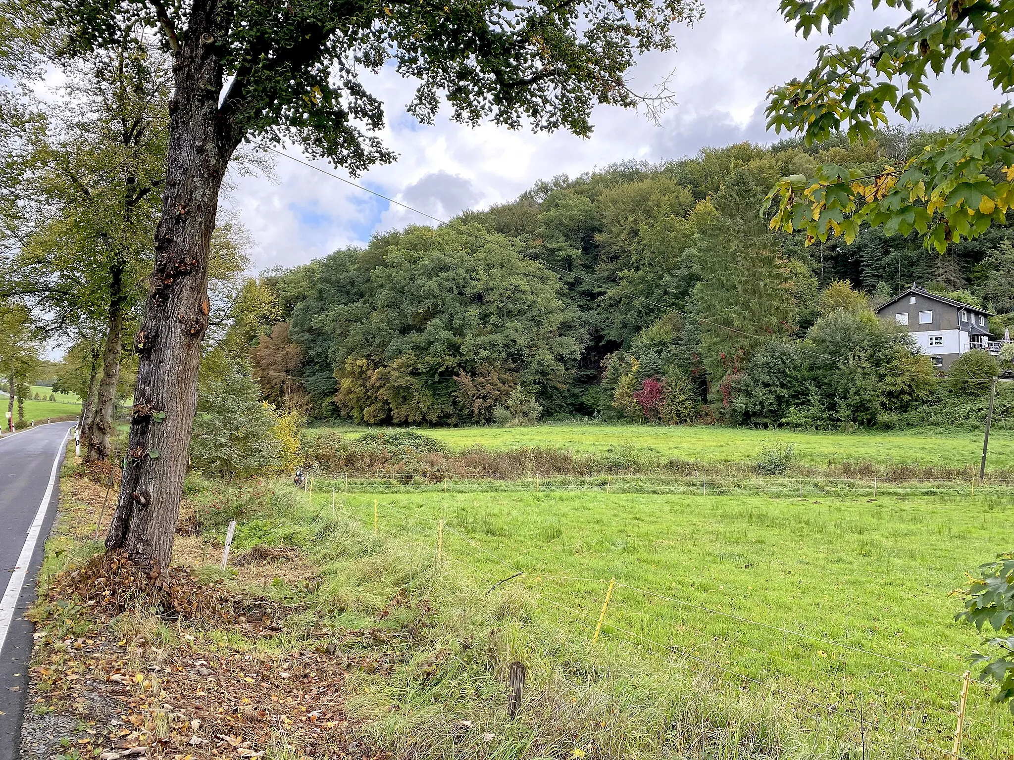 Photo showing: Talwiese an der Wermelskirchener Straße bei Duhr im Naturschutzgebiet Altenbachtal (südl. Teilfläche)