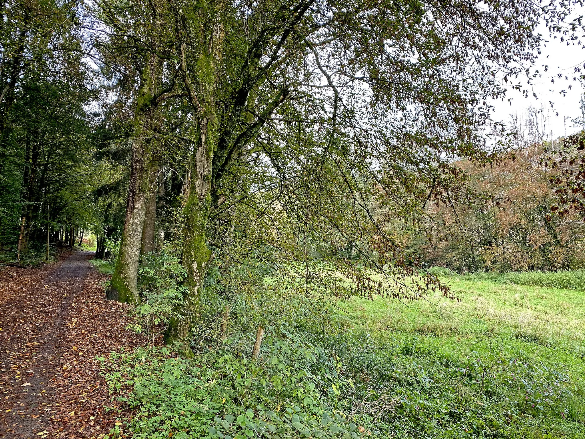 Photo showing: Feuchtwiese im Hommerbachtal im Naturschutzgebiet Kalsbachtal