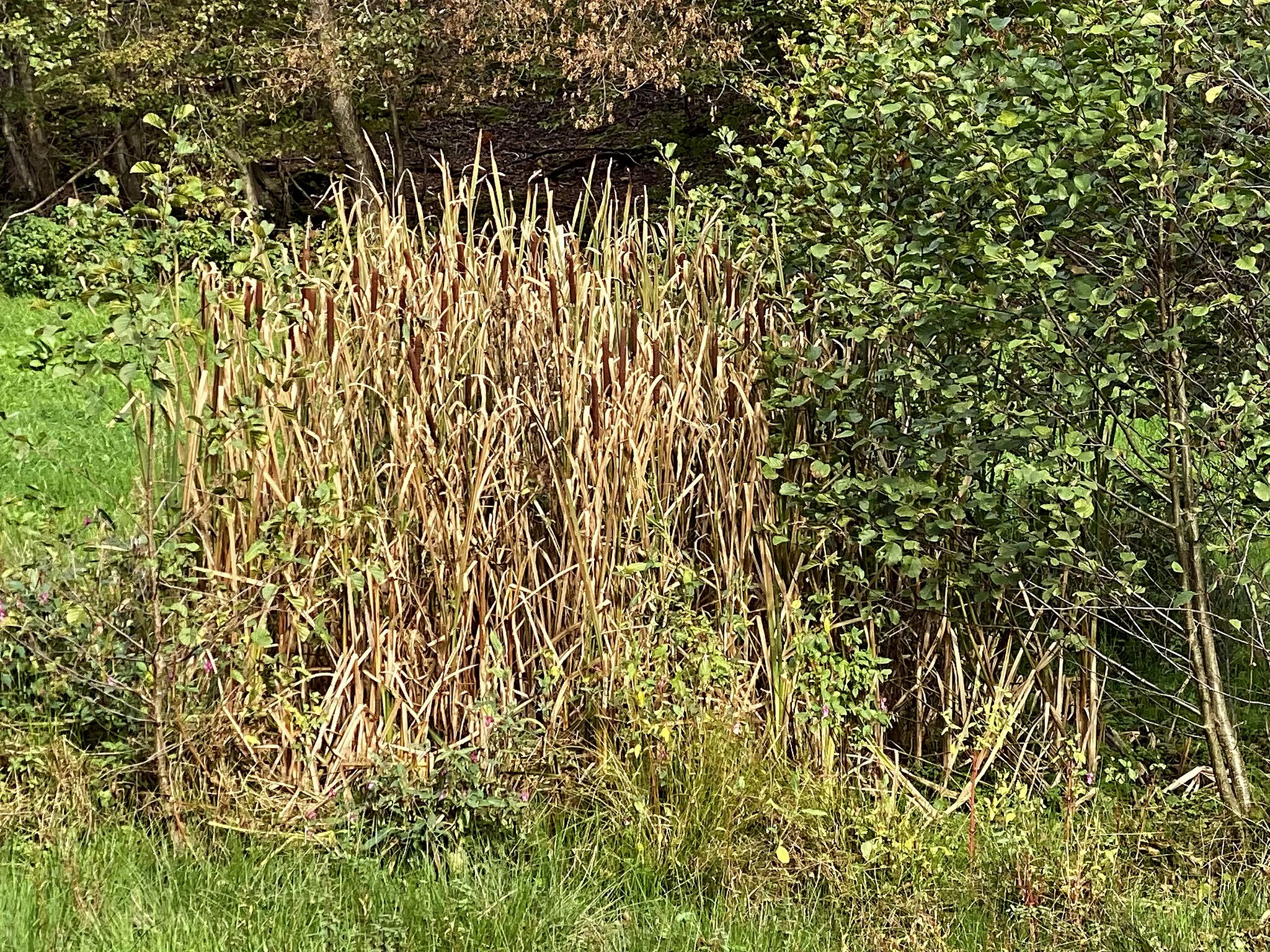 Photo showing: Rohrkolben-Bestand in einer Feuchtwiese im Hommerbachtal im Naturschutzgebiet Kalsbachtal