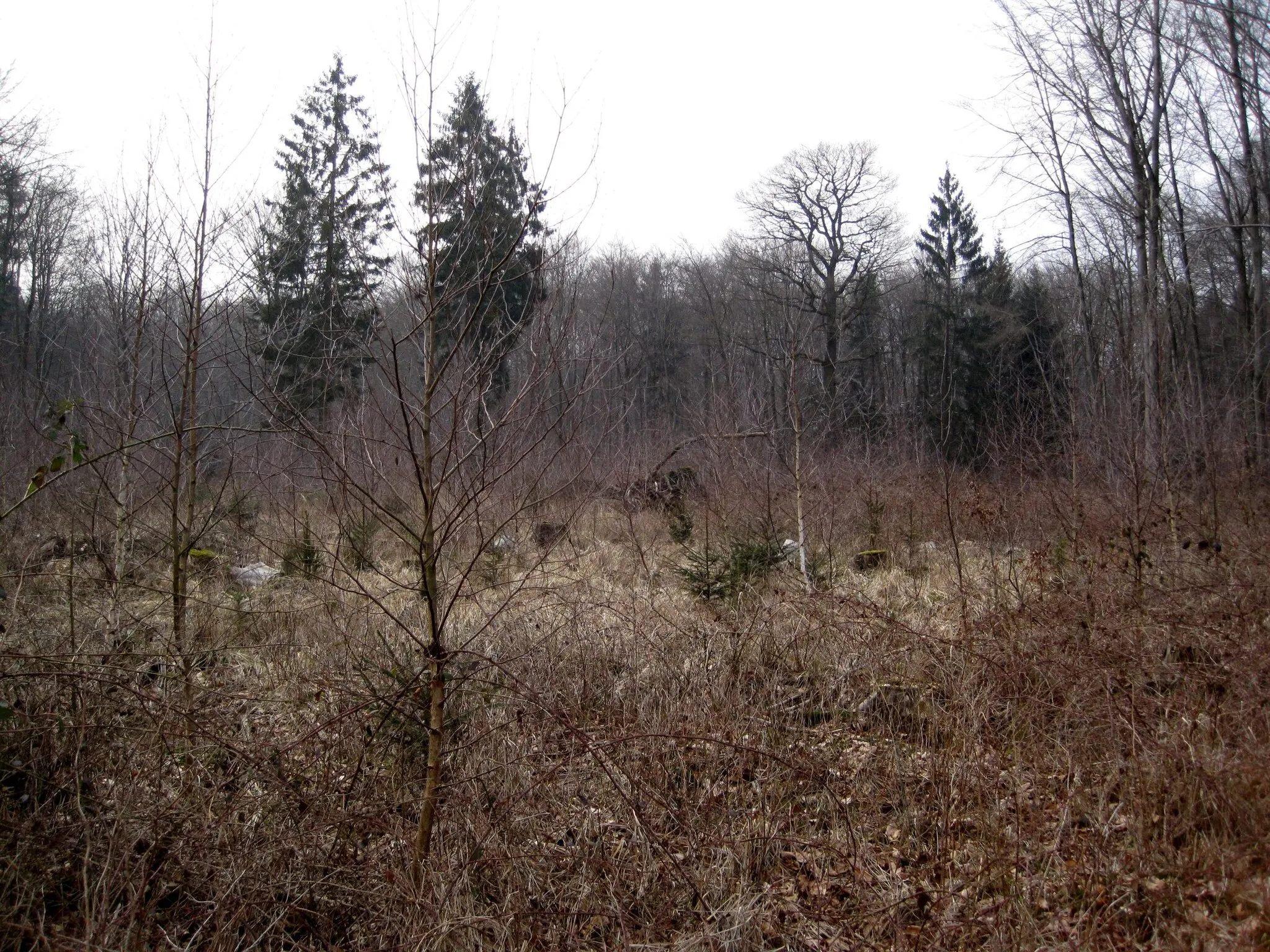 Photo showing: Naturwaldzelle Königsforst, NRW