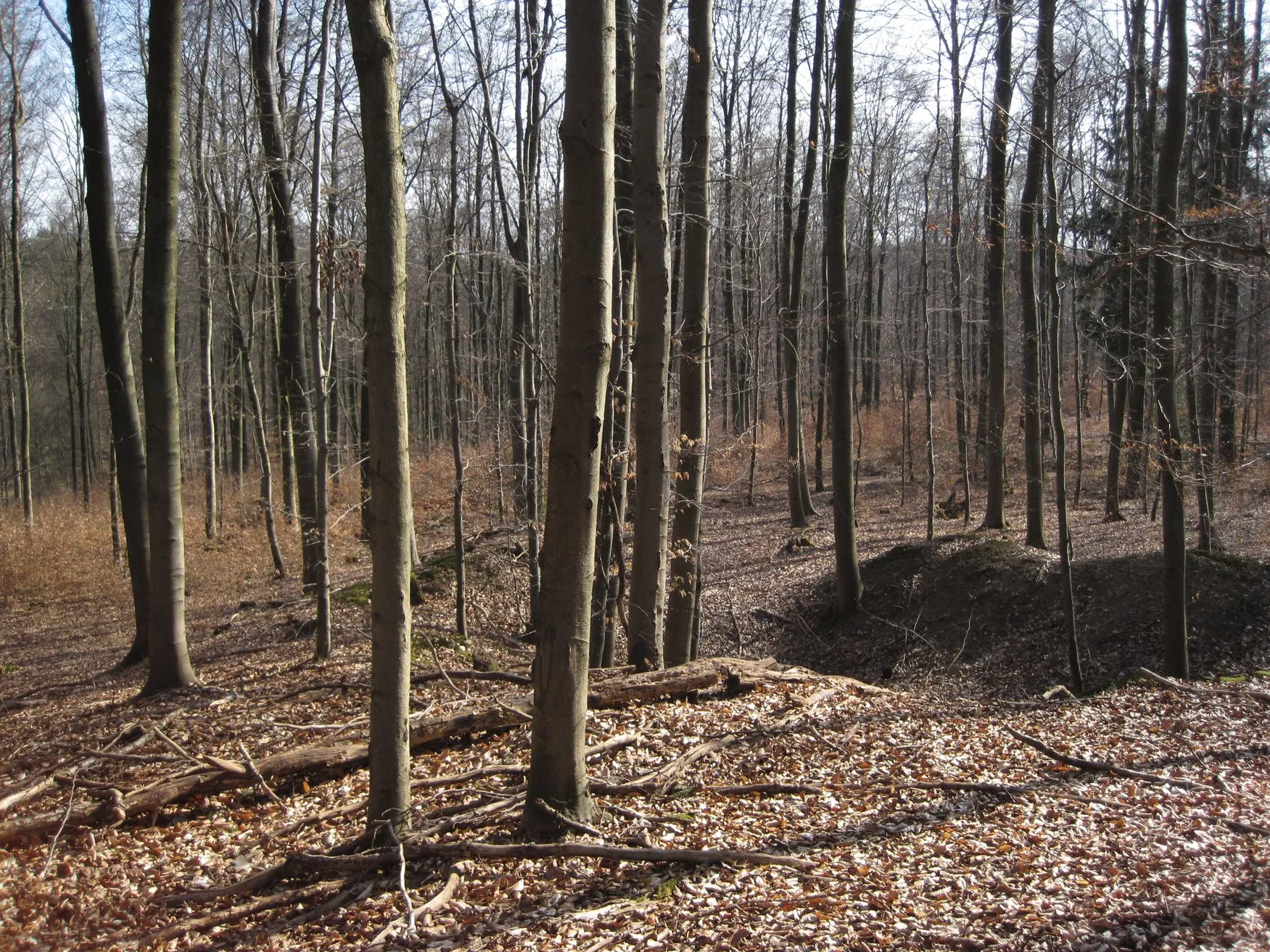 Photo showing: Blick vom Mergelsberg nach Südosten; Naturschutzgebiet „Königsforst“ (NSG GL-038) im Stadtgebiet von Bergisch Gladbach