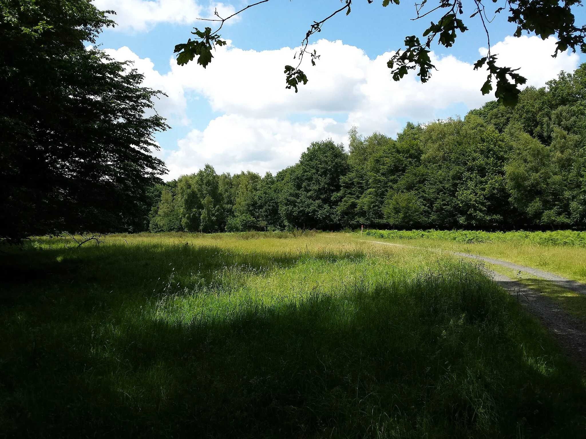 Photo showing: Weg „An der Hasbacher Wiese“ im Naturschutzgebiet „Wahner Heide“ in Rösrath