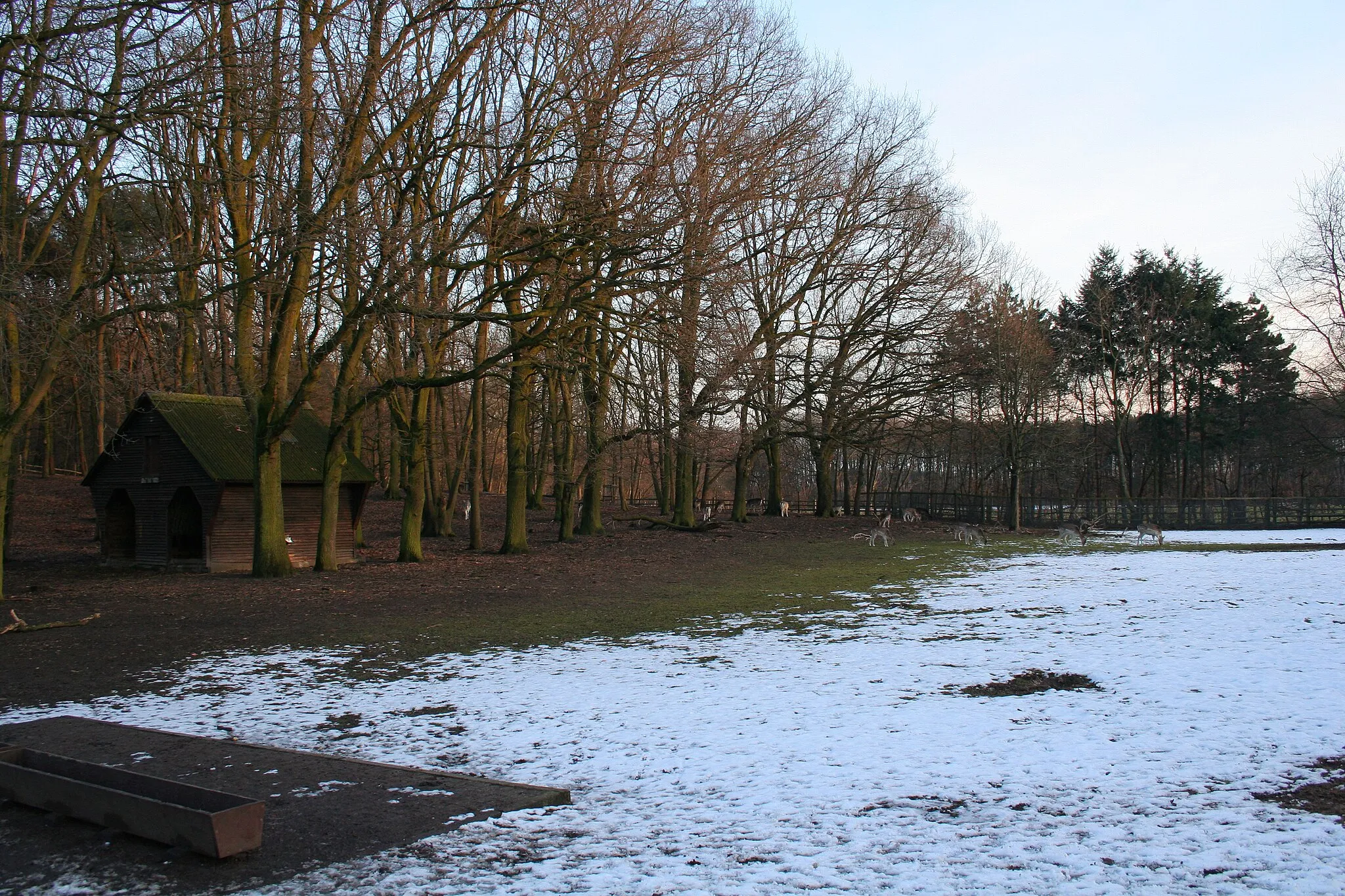 Photo showing: Wildpark Tannenbusch bei Dormagen. Damhirschgehege.