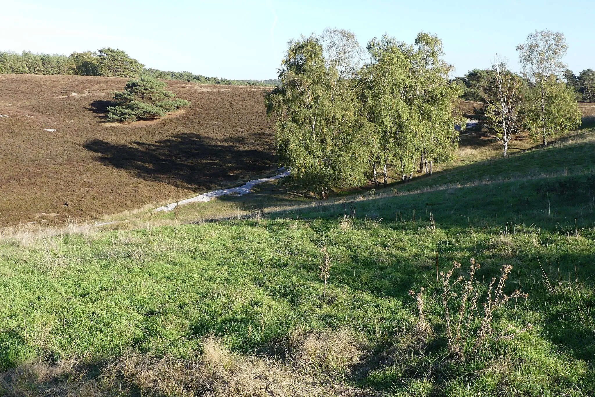 Photo showing: Zicht op een deel van het natuurgebied de Brunssummerheide