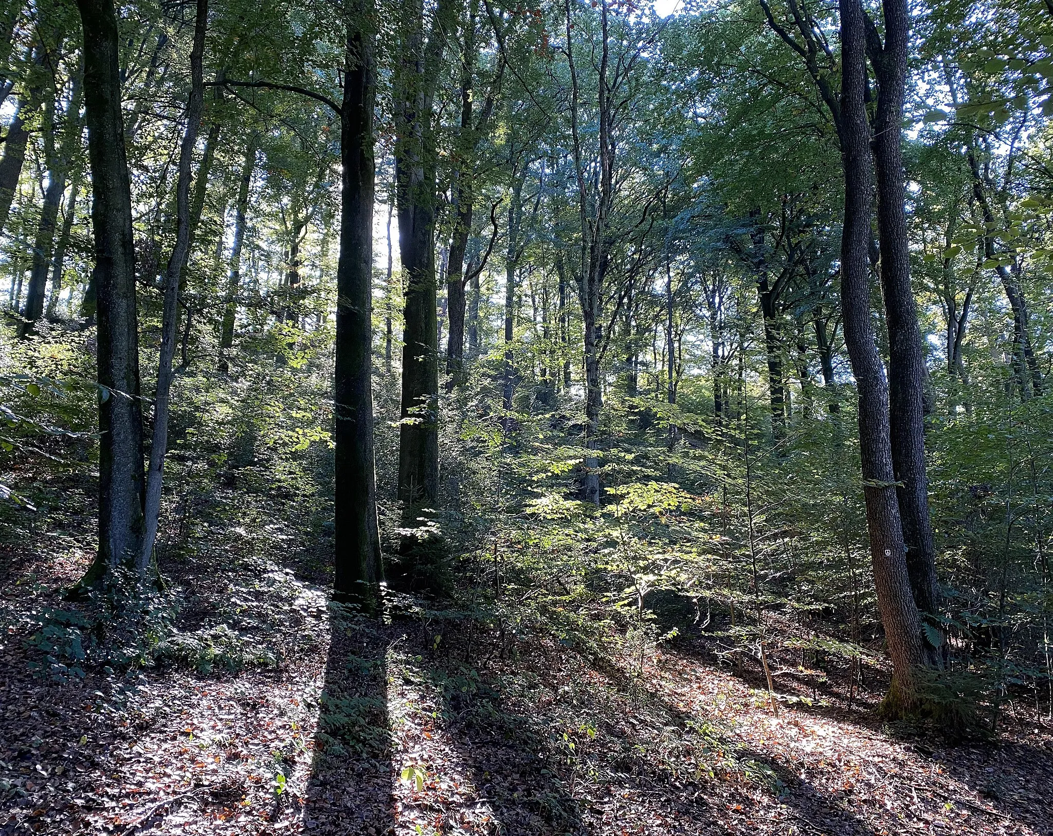 Photo showing: Naturschutzgebiet Brebachtal und Baumer Berg