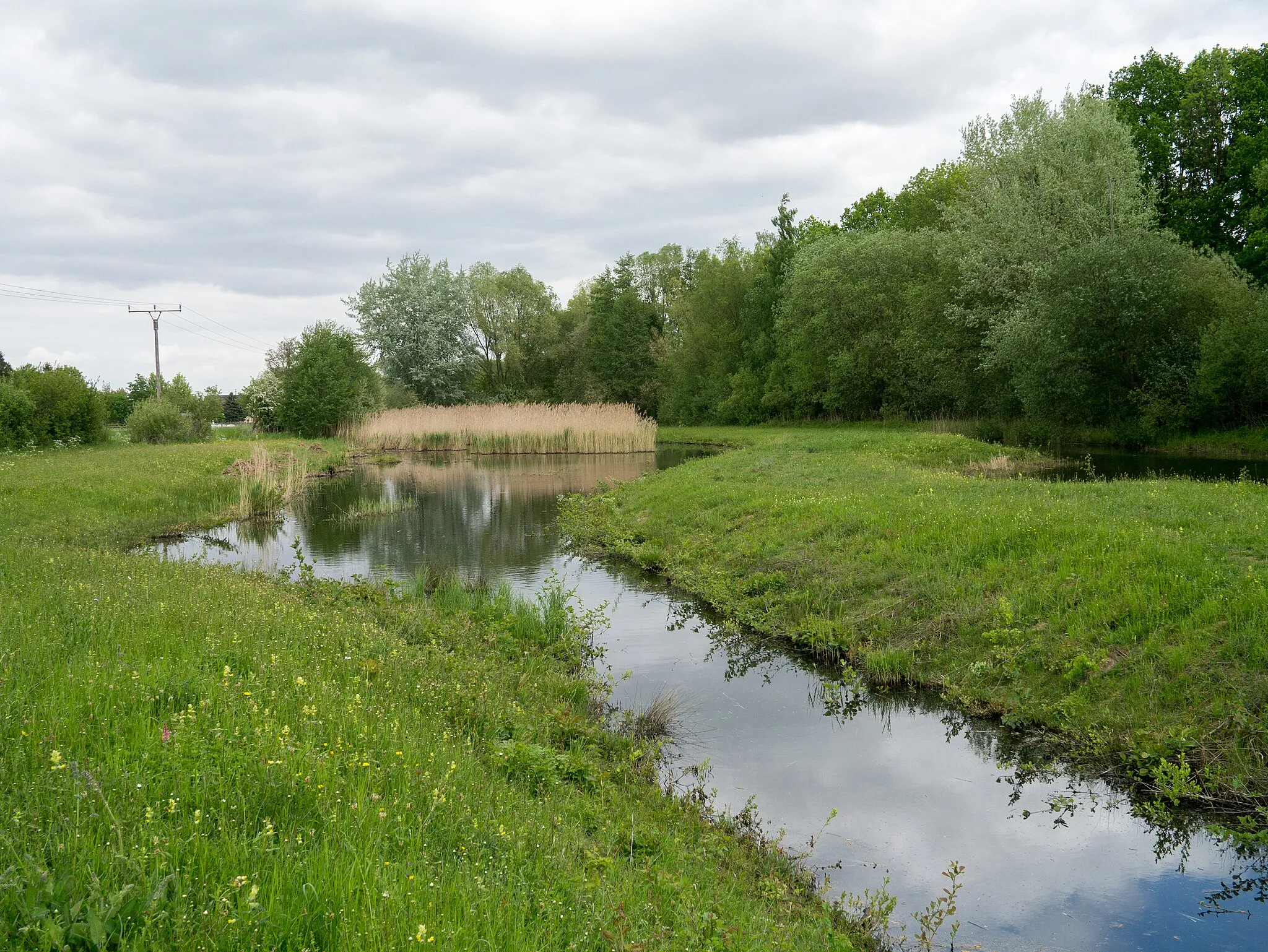 Photo showing: Weiher bei Juntersdorf (schutzwürdiges Biotop BK 5305-908) im Naturschutzgebiet „Neffelbachaue“ (NSG EU-023) in Zülpich