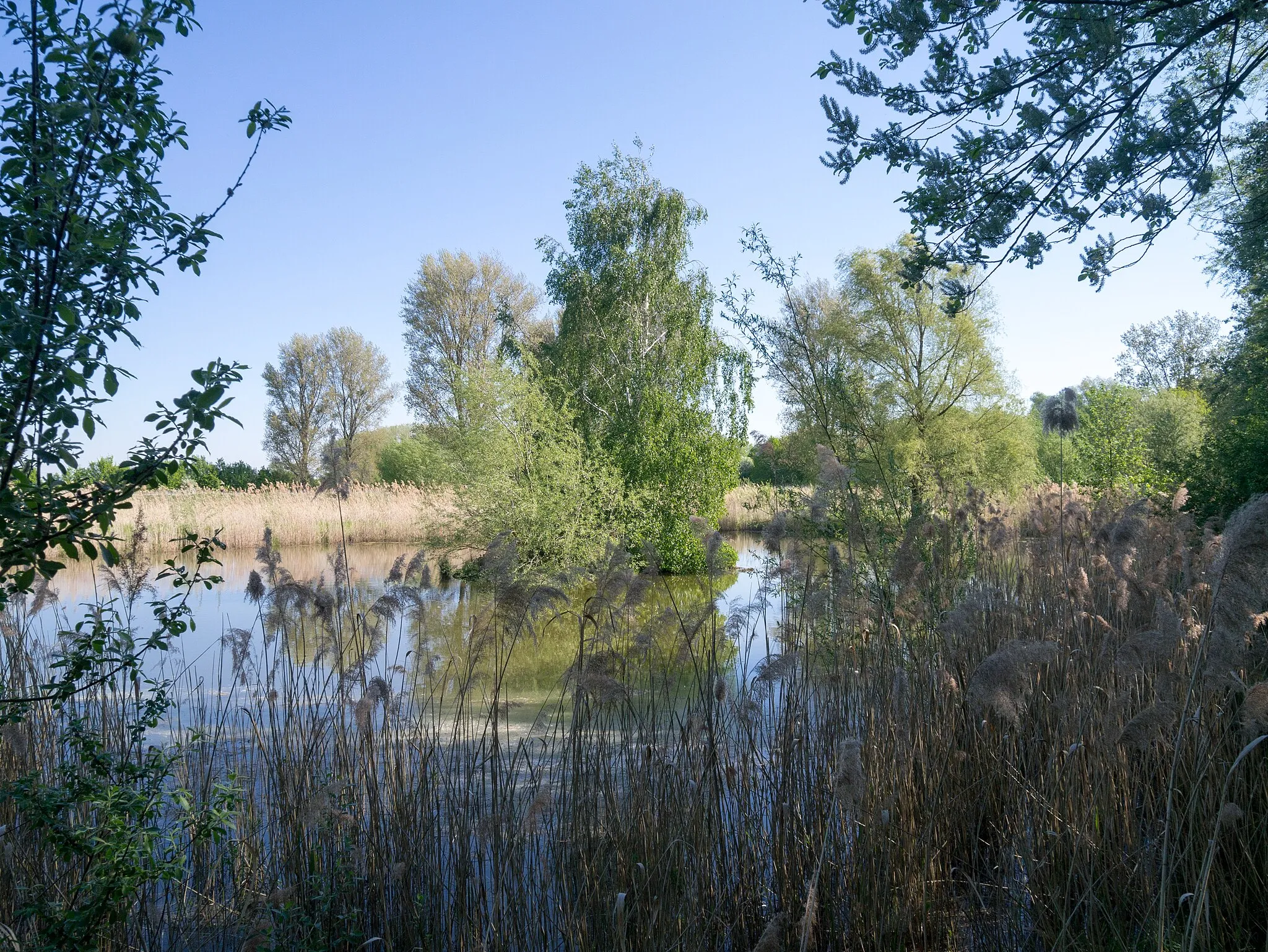 Photo showing: Weiher südöstlich Geich im Naturschutzgebiet „Neffelbachaue“ (NSG EU-023) in Zülpich