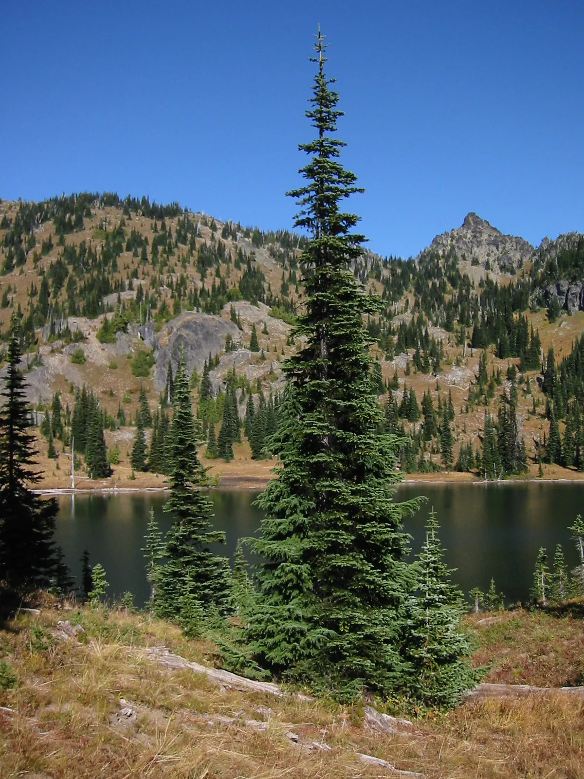 Photo showing: Subalpine Fir with Crystal Lake and glacier smoothed rock bluffs behind. Pt. 6796' is right of center. Subalpinue zone